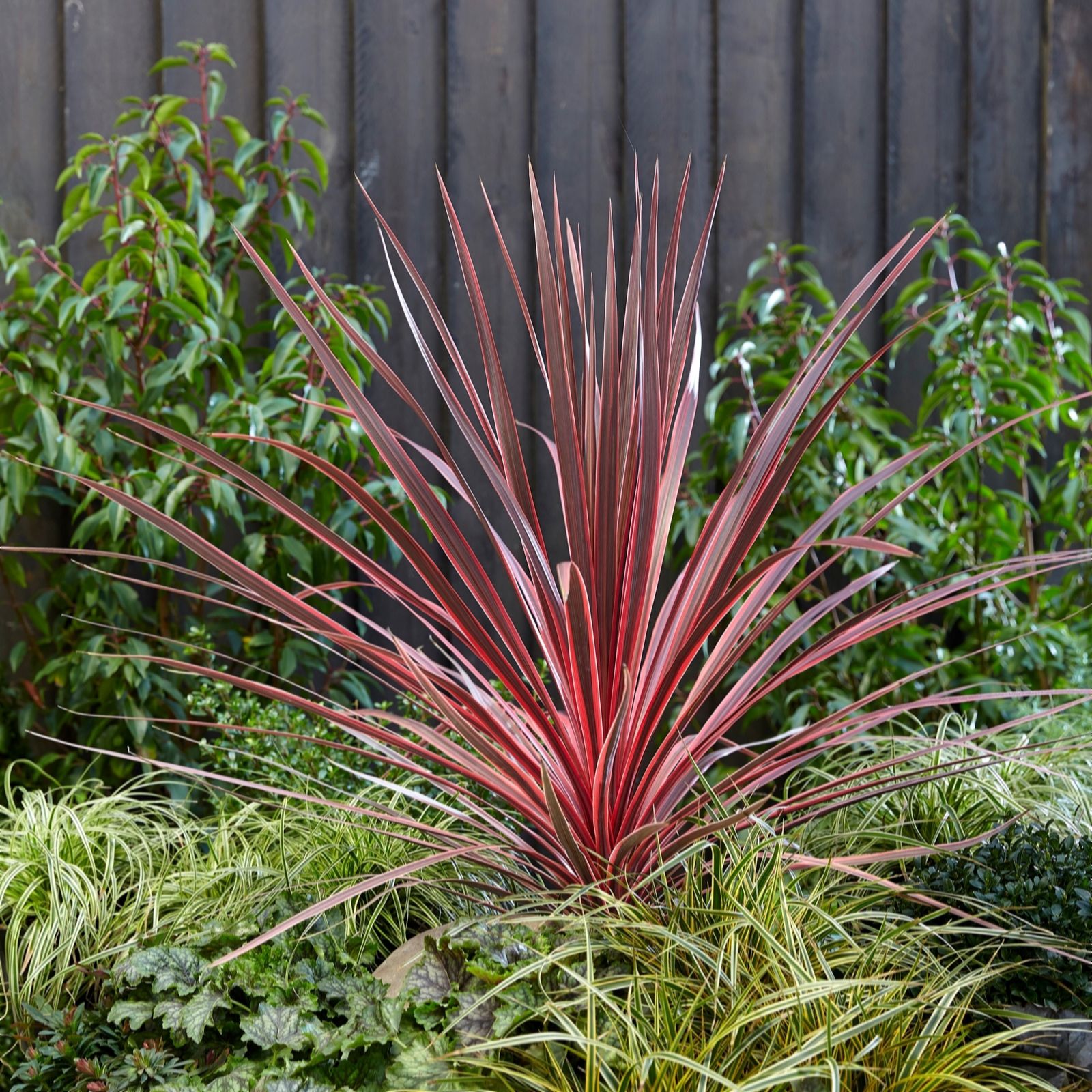YouGarden Pair of Cordylines Southern Splendour in a 2L Pot