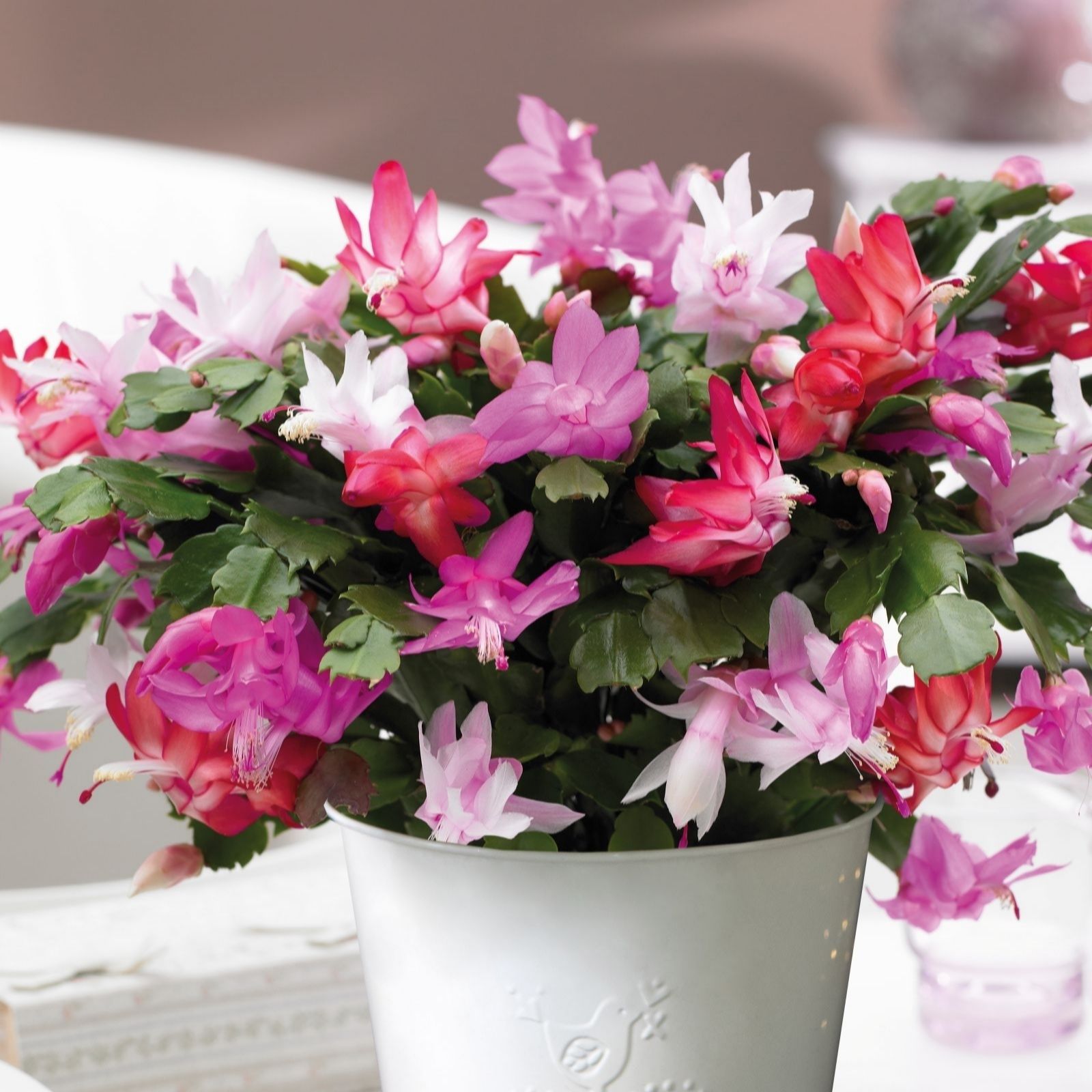 Thompson & Morgan Gift Christmas Cactus Multicoloured in Zinc 13cm Pot