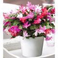 Thompson & Morgan Gift Christmas Cactus Multicoloured in Zinc 13cm Pot