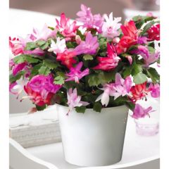 Thompson & Morgan Gift Christmas Cactus Multicoloured in Zinc 13cm Pot