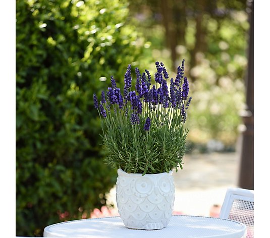 Plants2Gardens Lavender Blue Spear 5x 9cm Pots