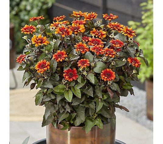 Hayloft Plants Heliopsis Luna Roja 3x 9cm pots