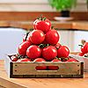 Richard Jackson's Organic Tomato Fertiliser 500ml, 1 of 2