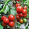 Richard Jackson's Organic Tomato Fertiliser 500ml, 2 of 2