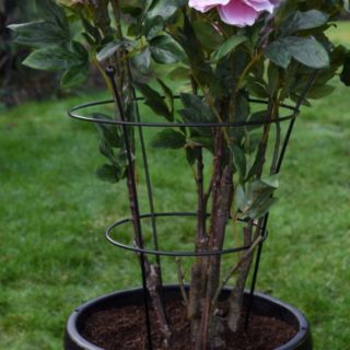 Thomspon & Morgan Peony & Herbaceous Large Plant Frame x3