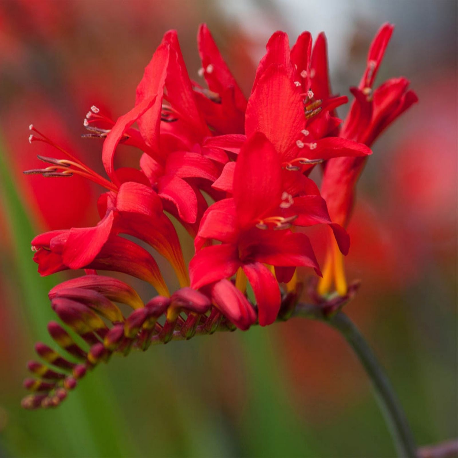 YouGarden Crocosmia Lucifer bulbs x20 - QVC UK