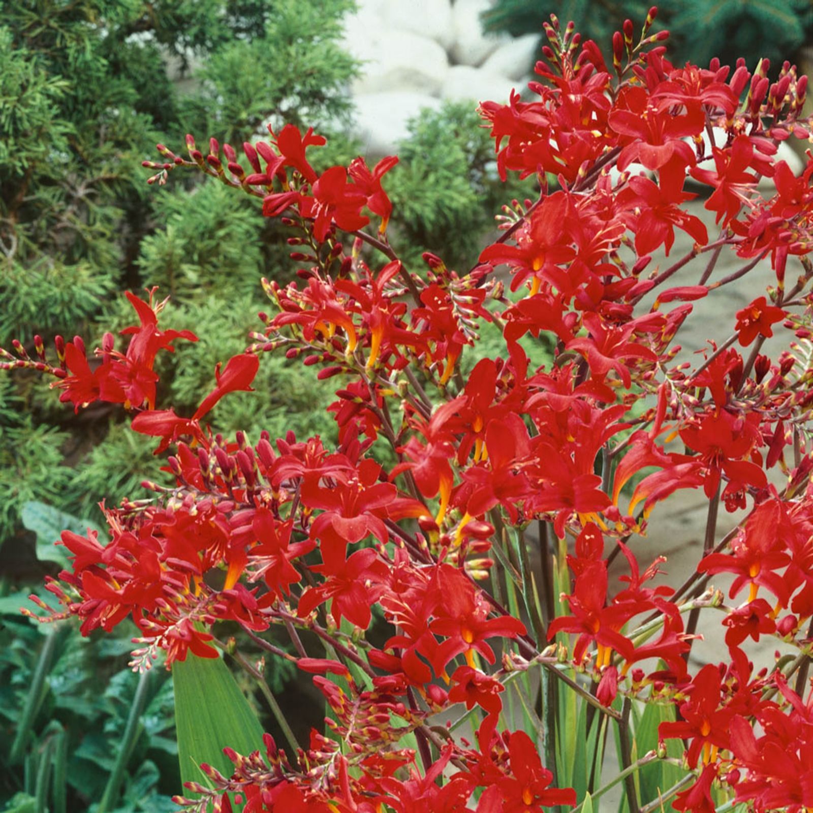 YouGarden Crocosmia Lucifer bulbs x20 - QVC UK