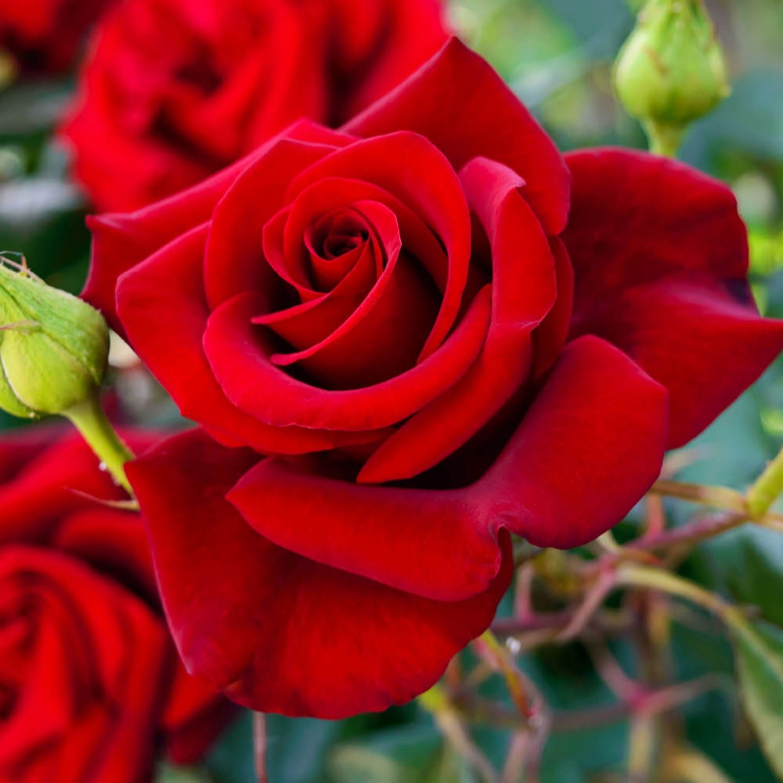 Harkness Roses Rose  Climbing The Prince's Trust Bare Root x2