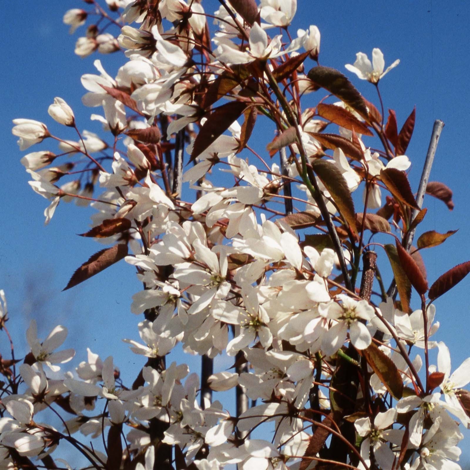 Frank P Matthews Amelanchier lae Snowflakes in 12 Litre Container