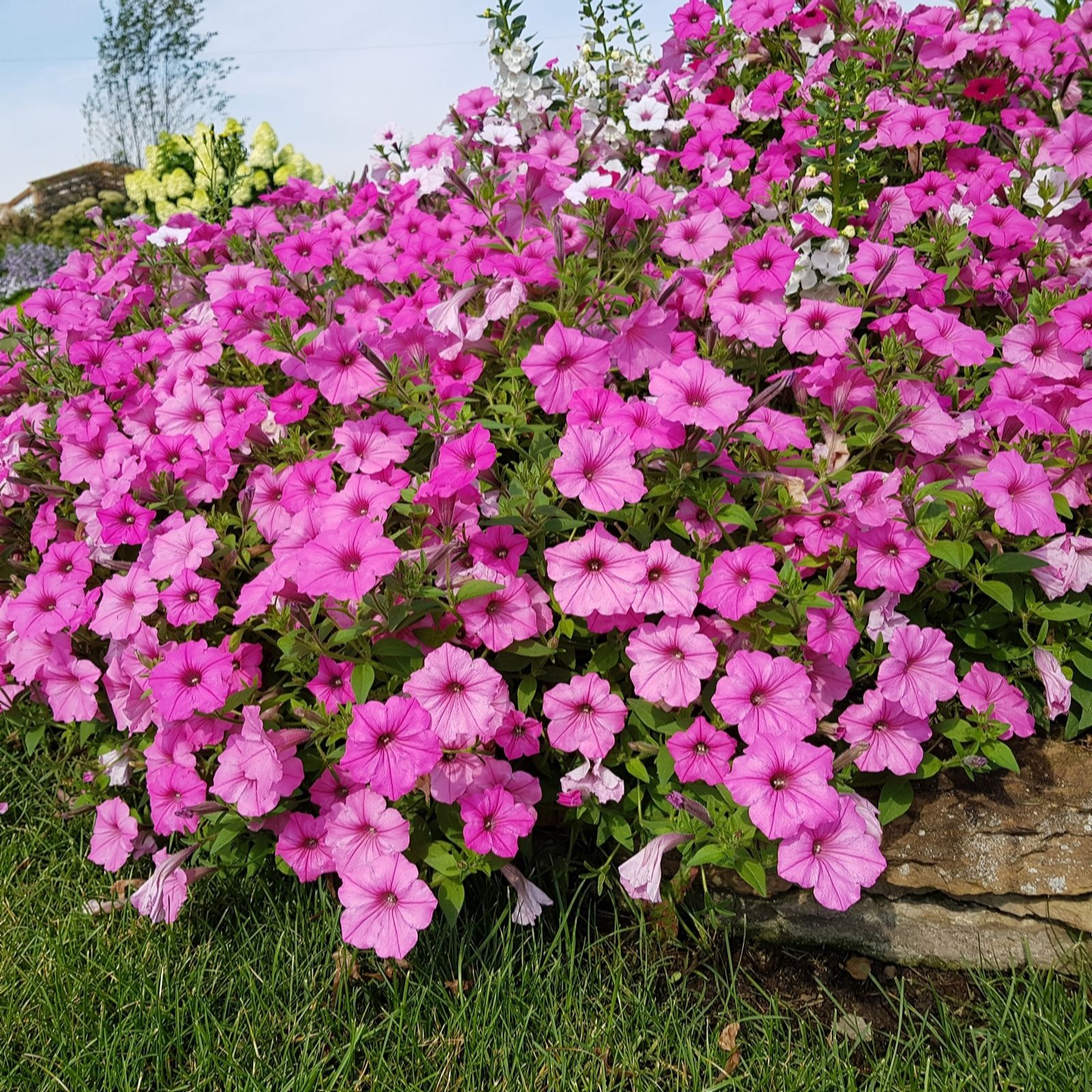 Thompson & Morgan Petunia Vista Bubblegum 5 Jumbo Plugs