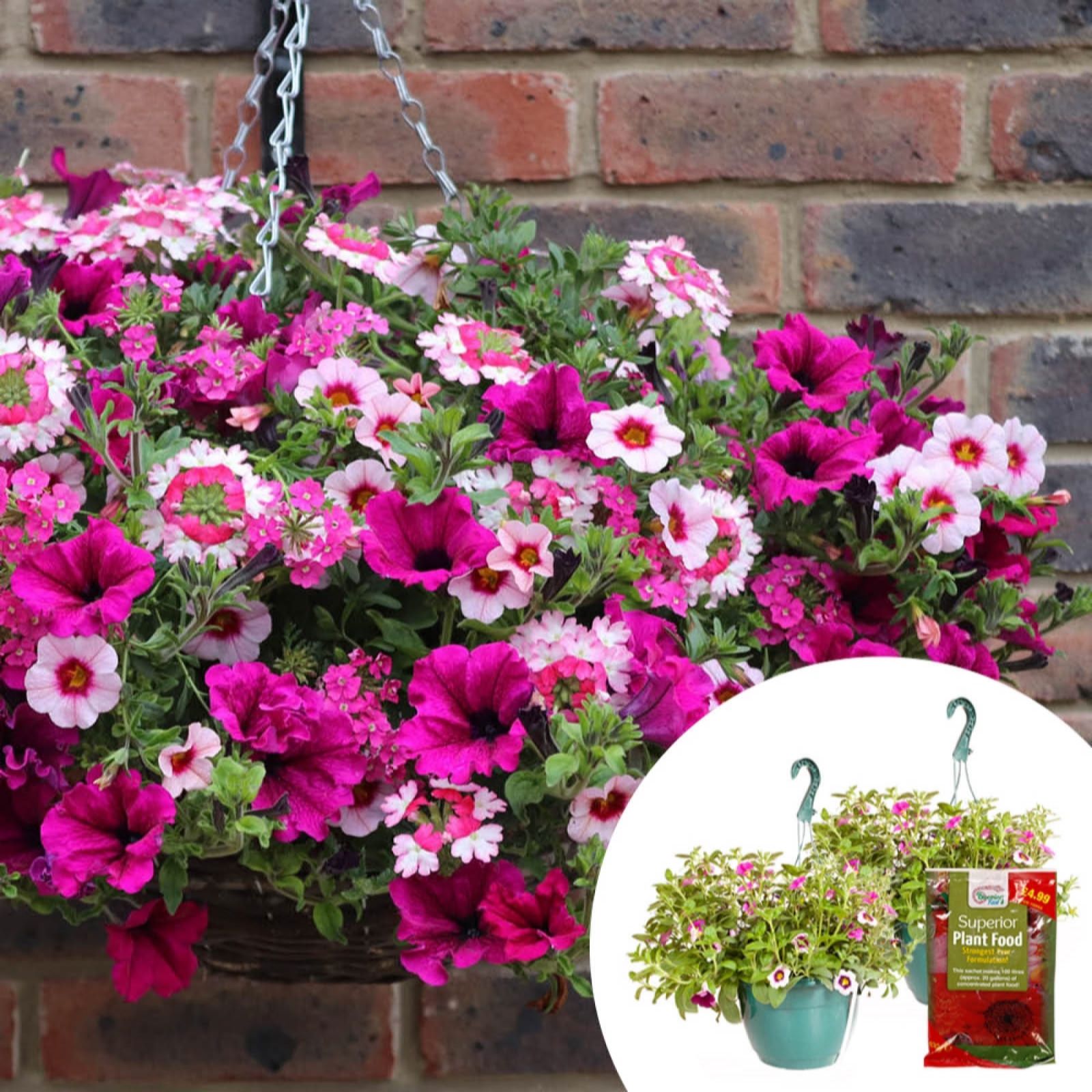 YouGarden Pair of Preplanted 25cm Hanging Baskets with 100g Fertiliser
