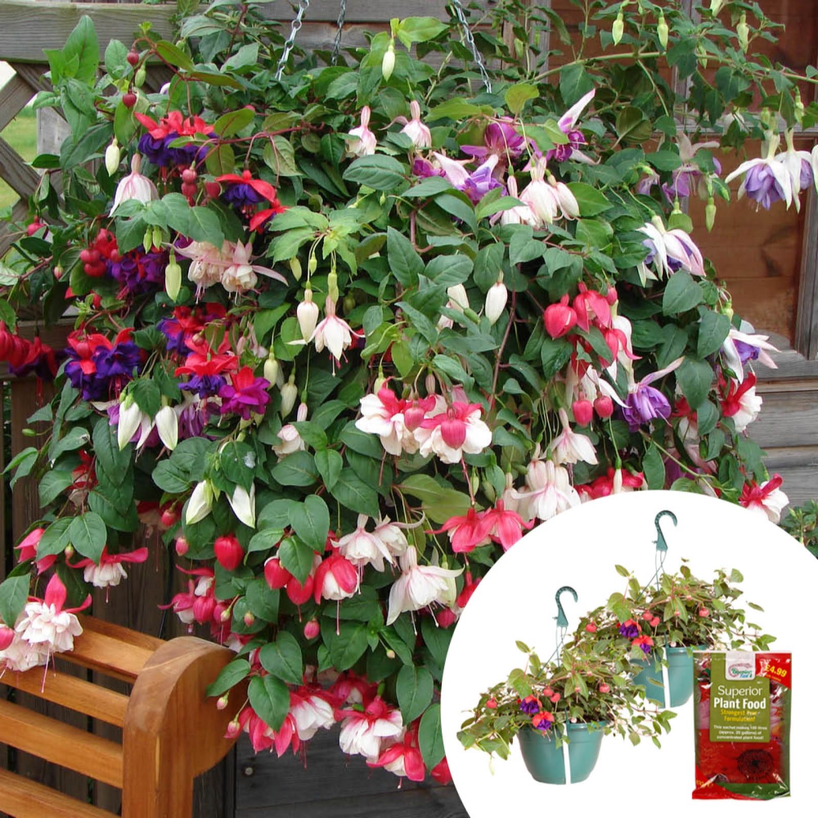 YouGarden Pair of Preplanted 25cm Hanging Baskets with 100g Fertiliser