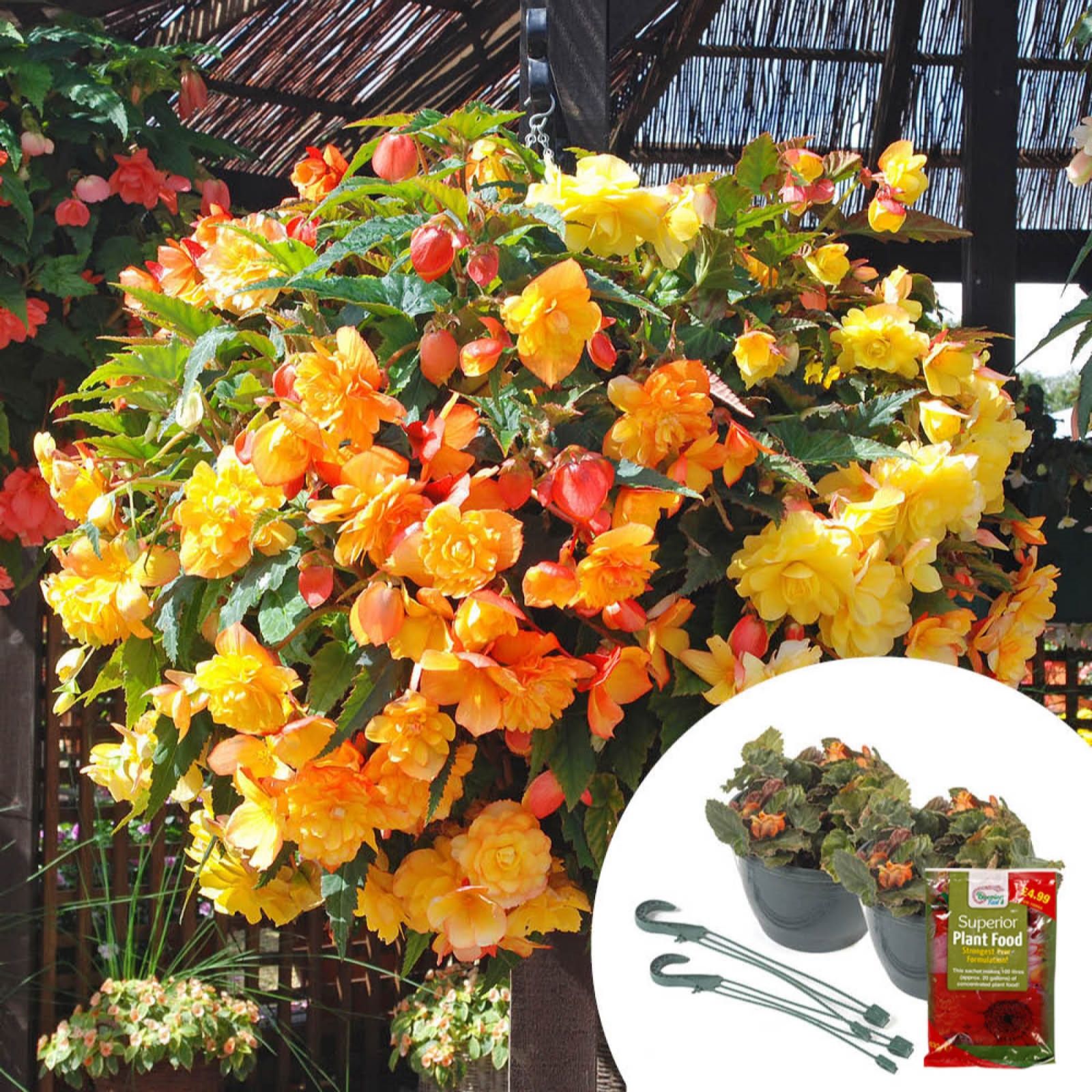 YouGarden Pair of Preplanted 25cm Hanging Baskets with 100g Fertiliser