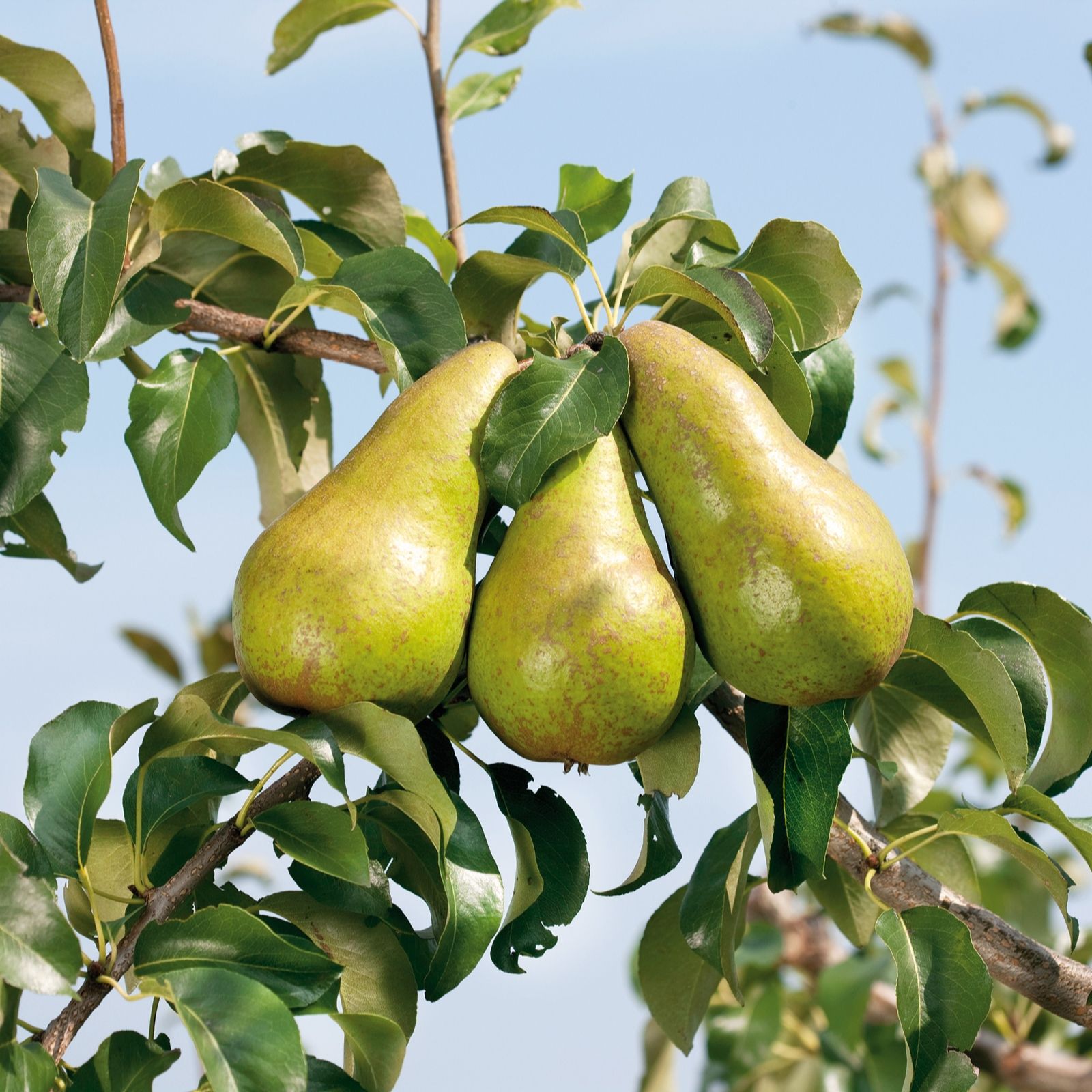 Plants 2 Gardens Pear Tree in 7.5 Litre Pot