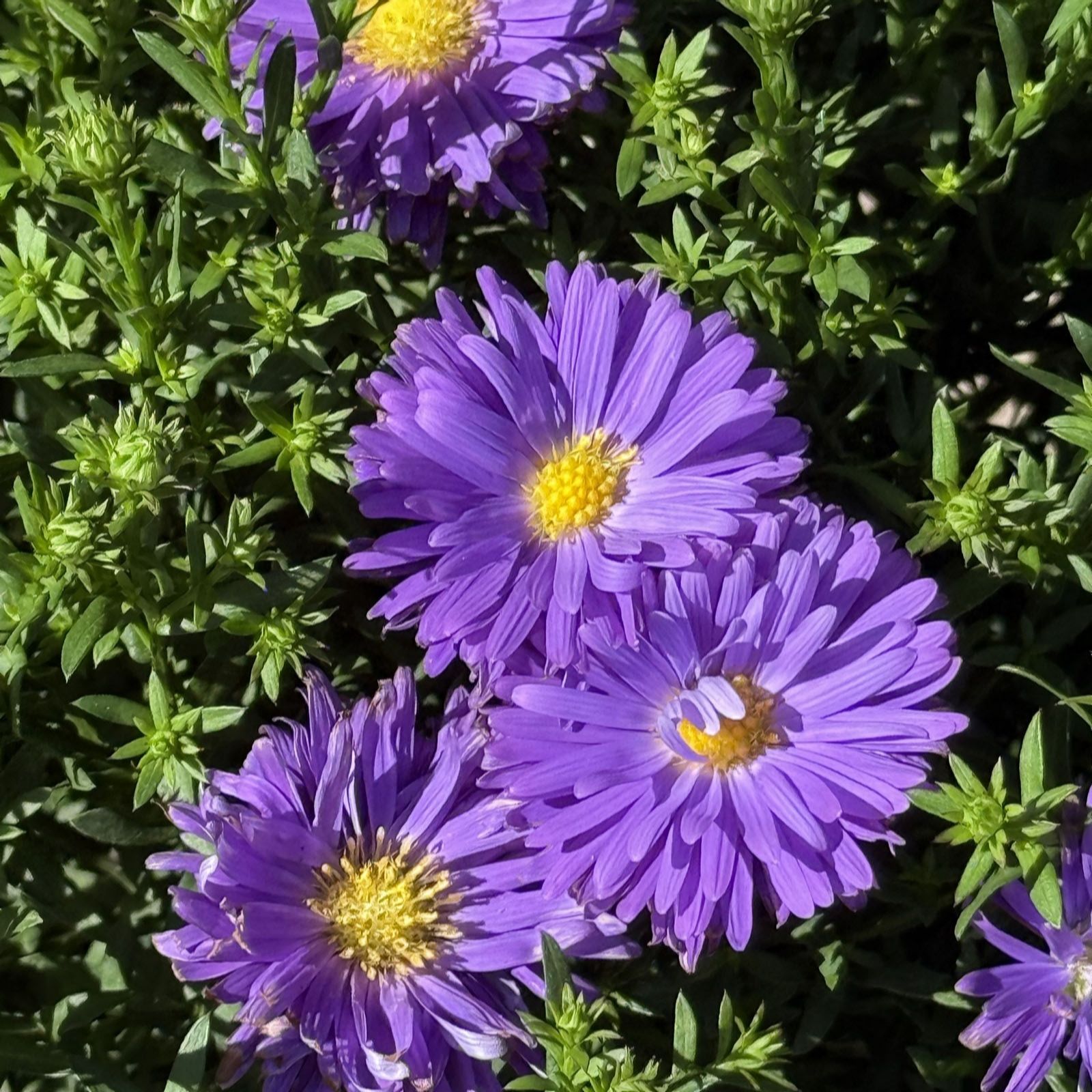 Plants 2 Gardens Aster Double Blue Pair 2 x 3ltr