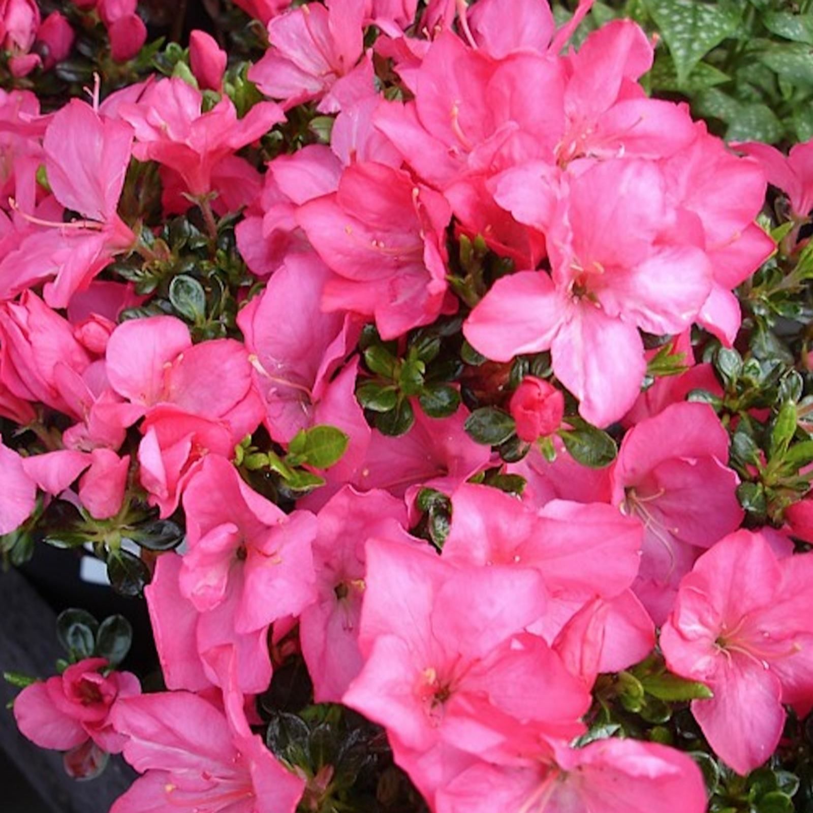 Plants2Gardens Azalea Anouk 3ltr