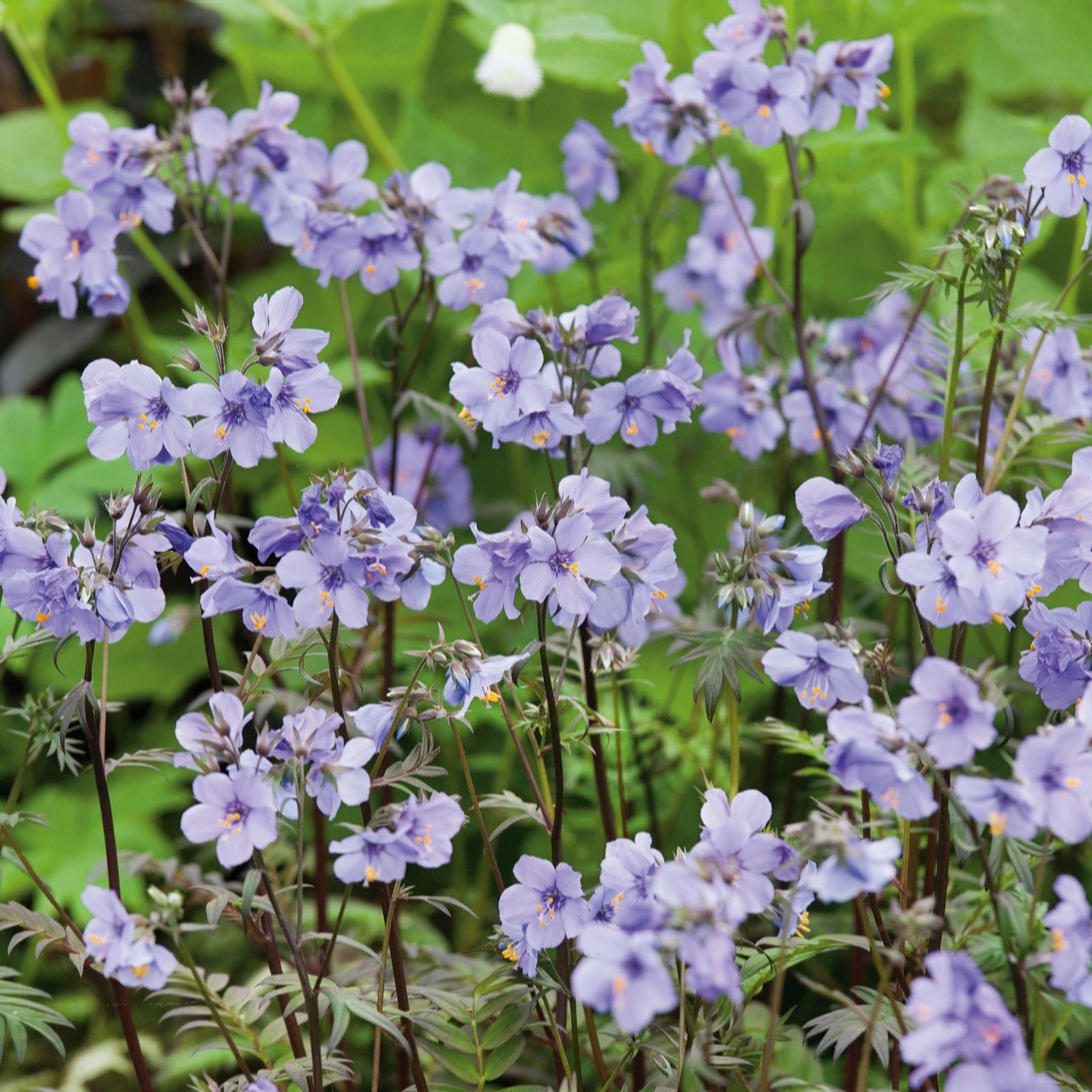 Plants 2 Gardens Polemonium Purple Rain Strain 3 x 9cm