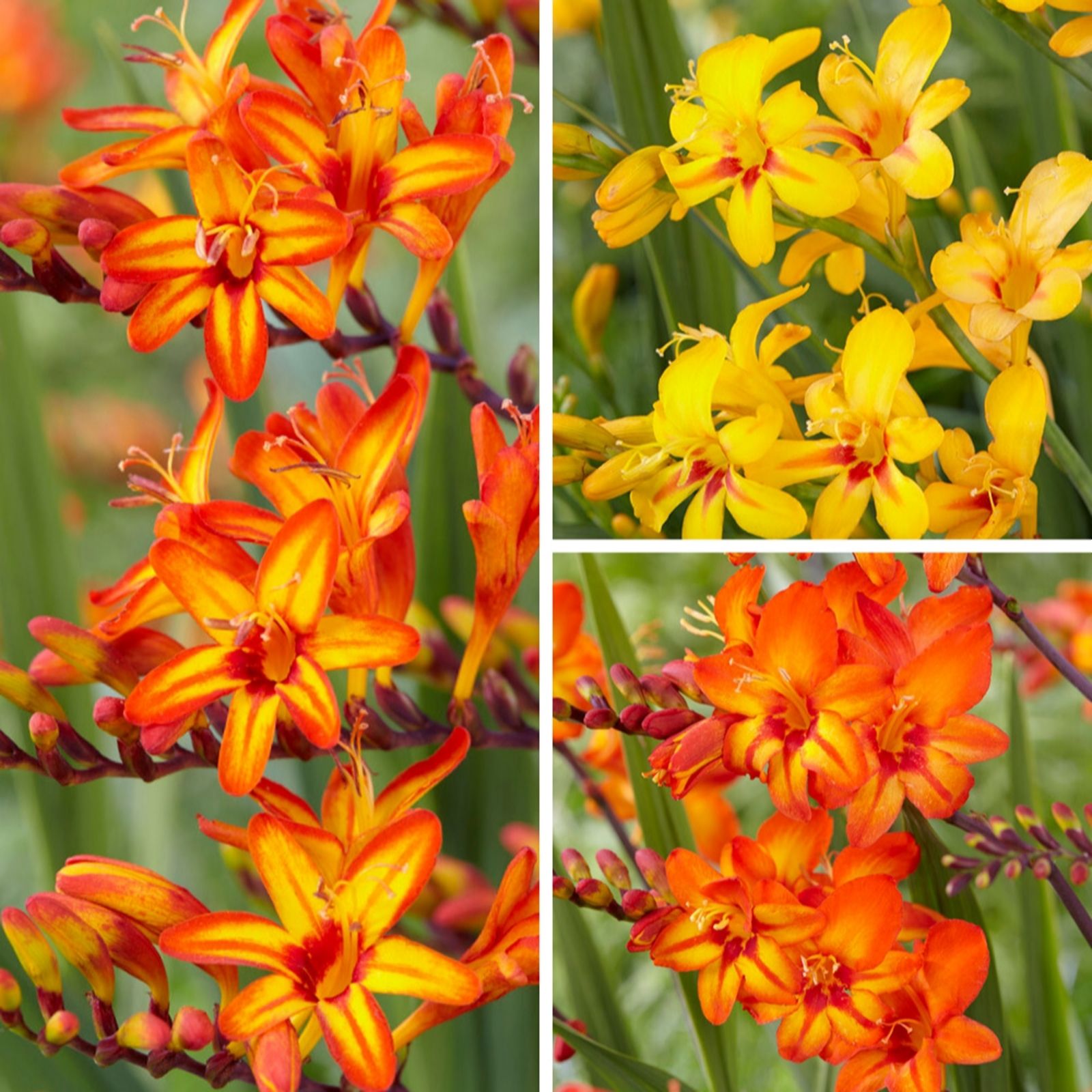 YouGarden Crocosmia Firestars Bare Root Collection