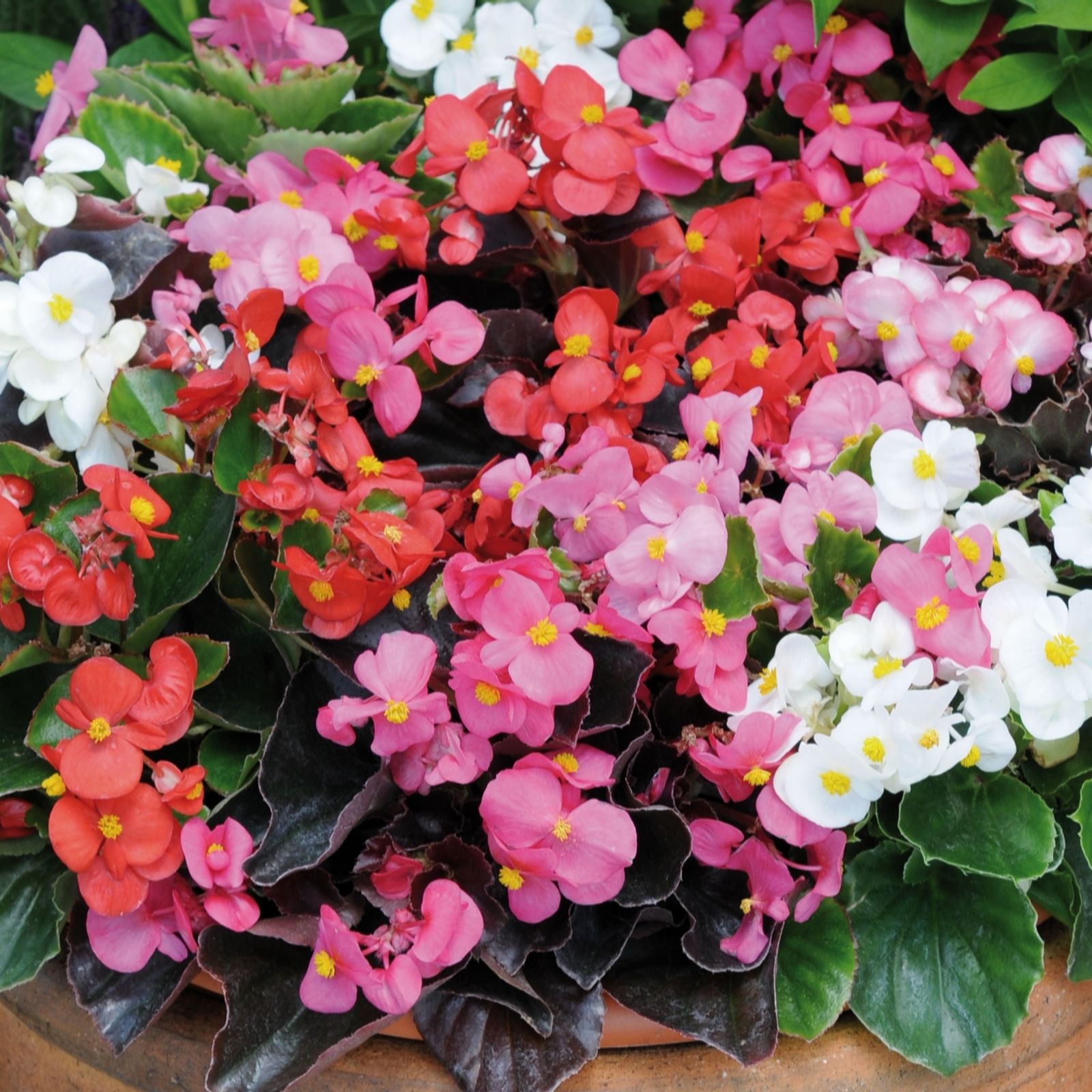Plants2Gardens Begonia Devils Delight Mix 20 x 5cm