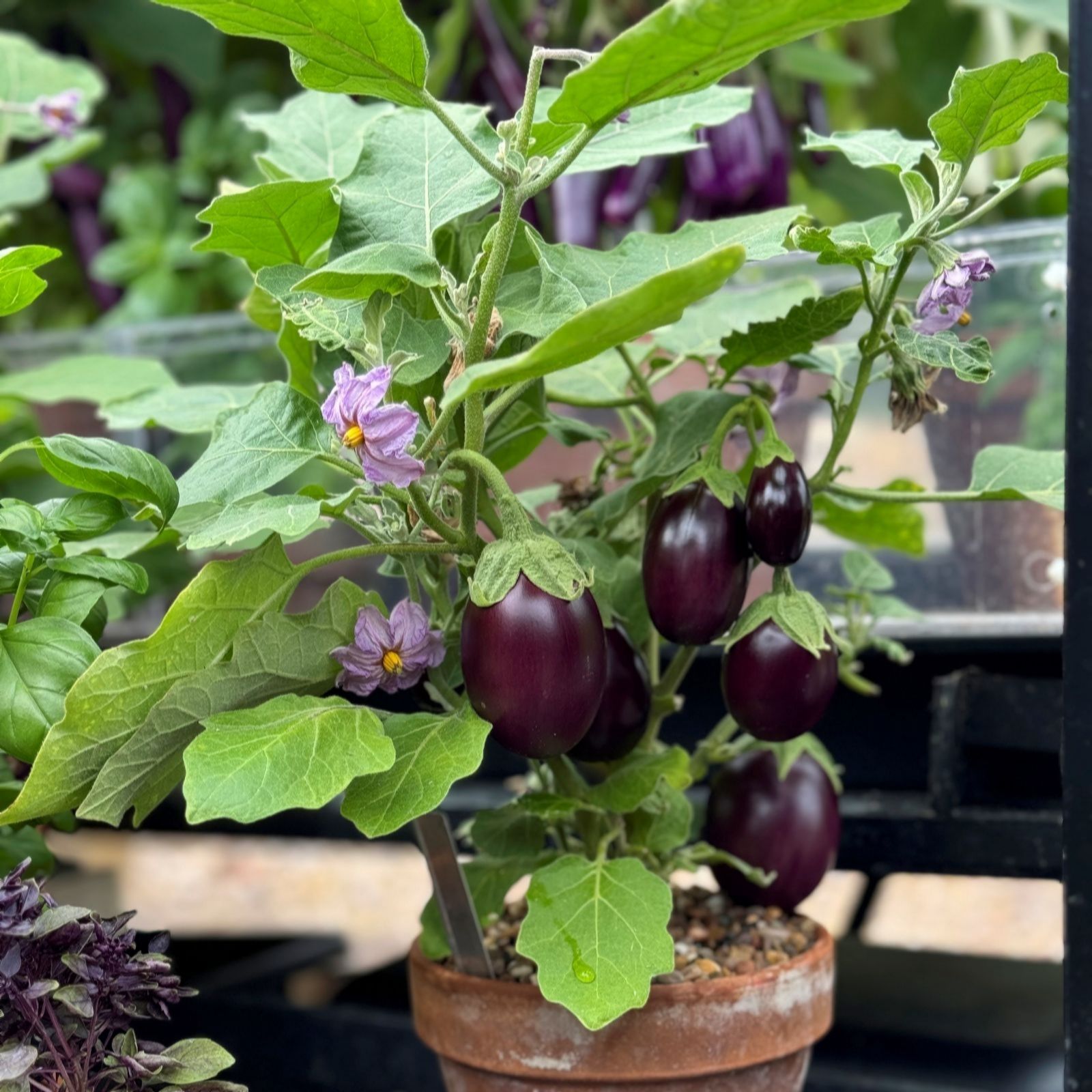 Suttons Aubergine Baby Black Jack 9cm Pot x 3