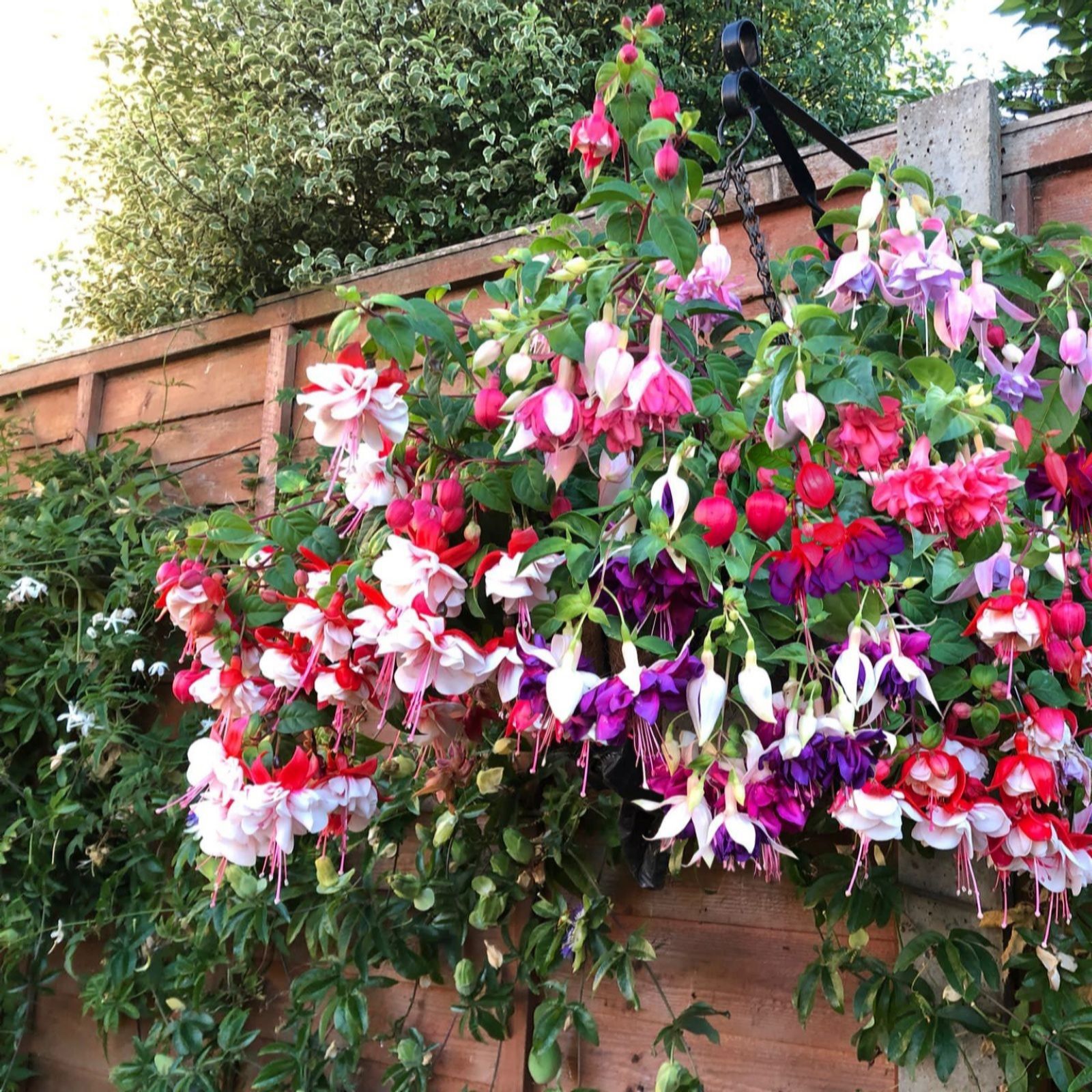 Thompson & Morgan Fuchsia Giant Flowered Collection 20 Postiplugs