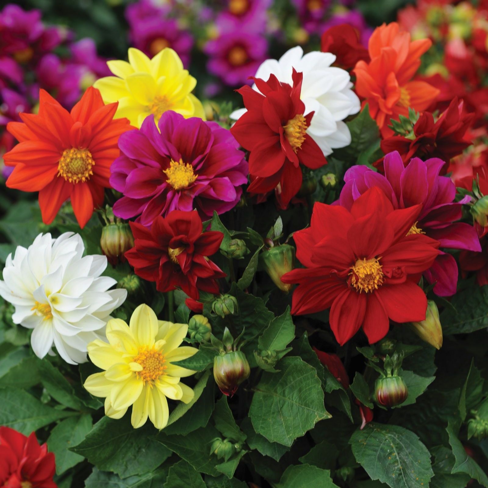 Thompson & Morgan Dahlia Figaro 24 Garden-Ready Plants