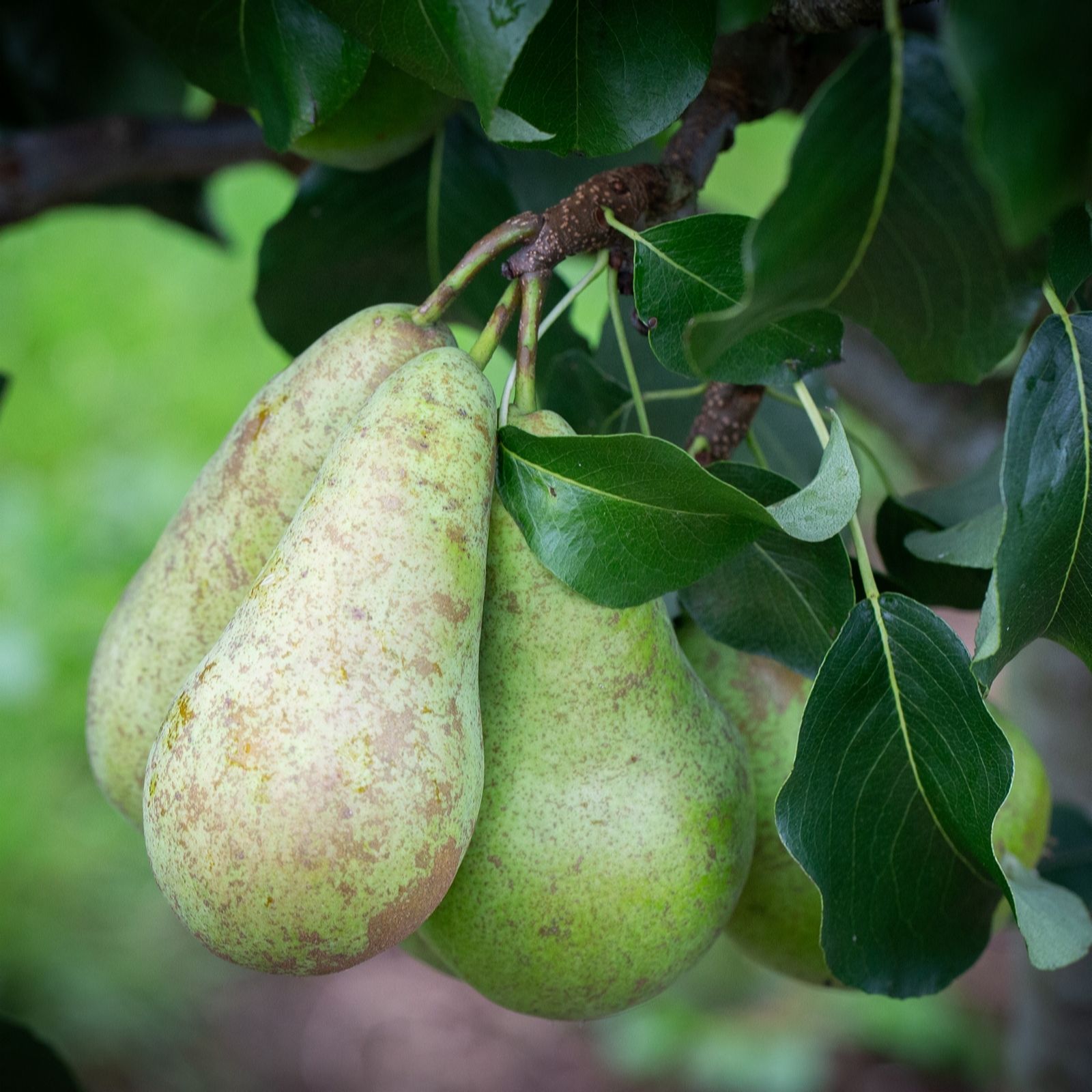 Frank P Matthews Dwarfing Tree Orchard Collection 3 x Bare Root Trees