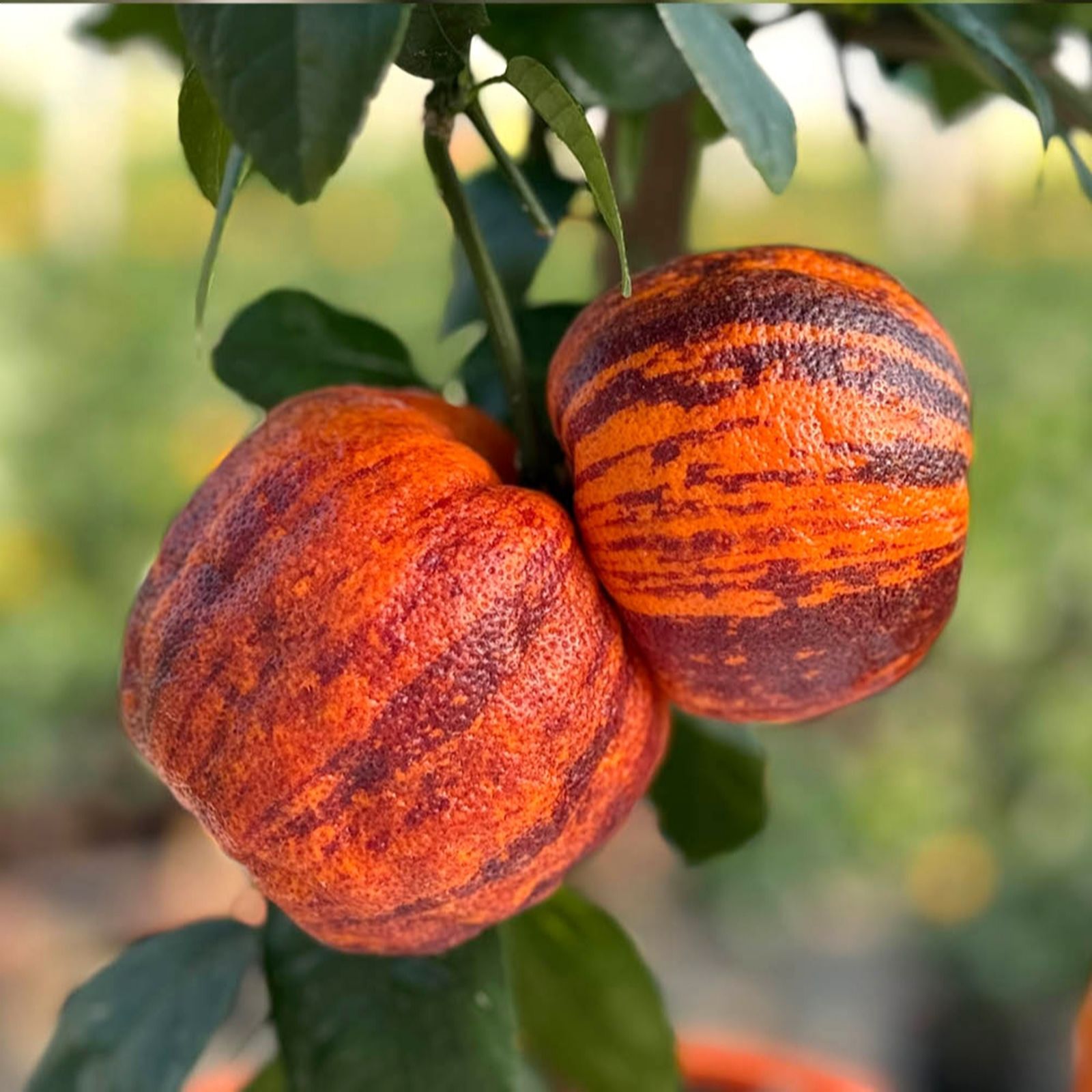  YouGarden Citrus 'Rainbow Orange' Tree in a 4L pot