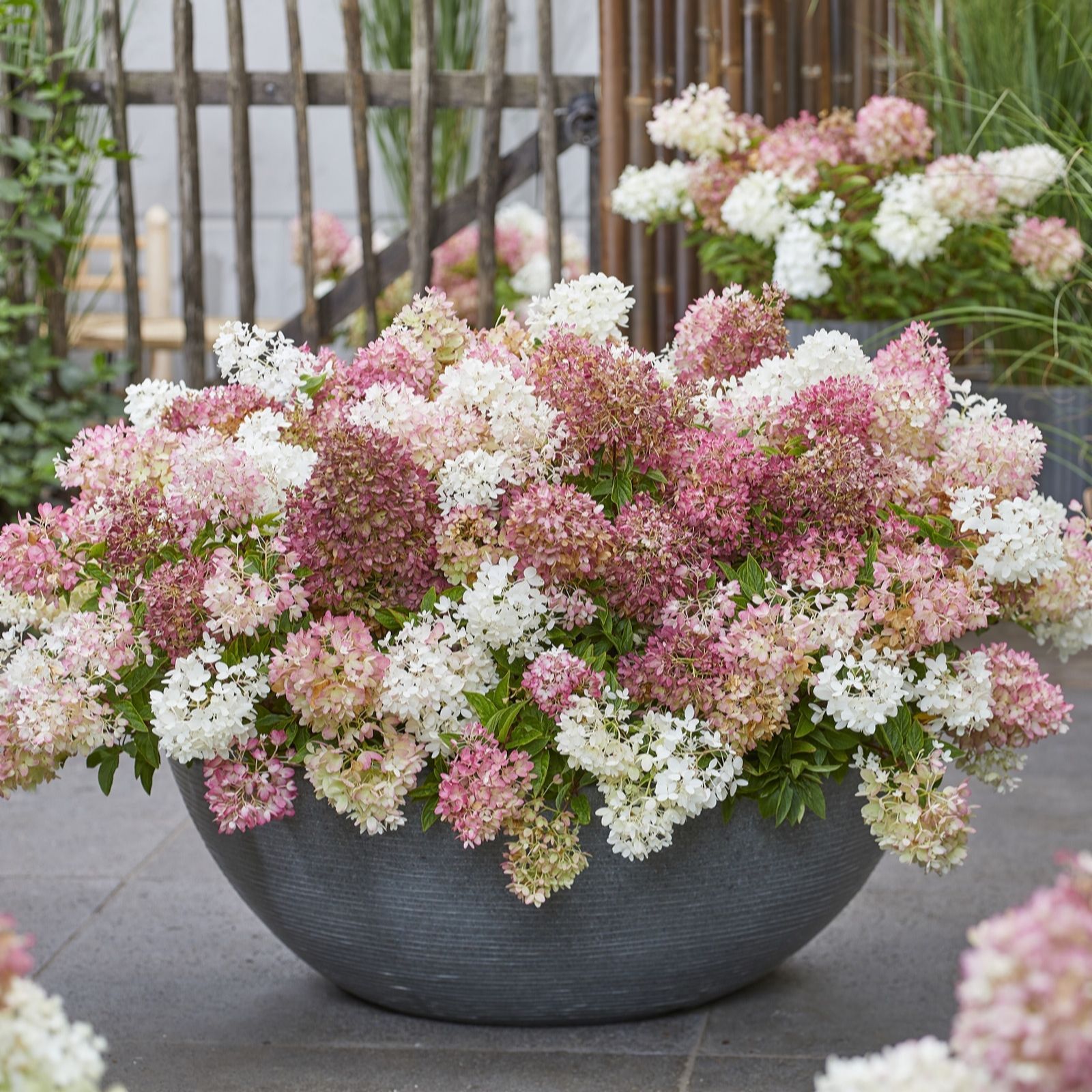 Plants2Gardens Hydrangea Groundbreaker 4.5L