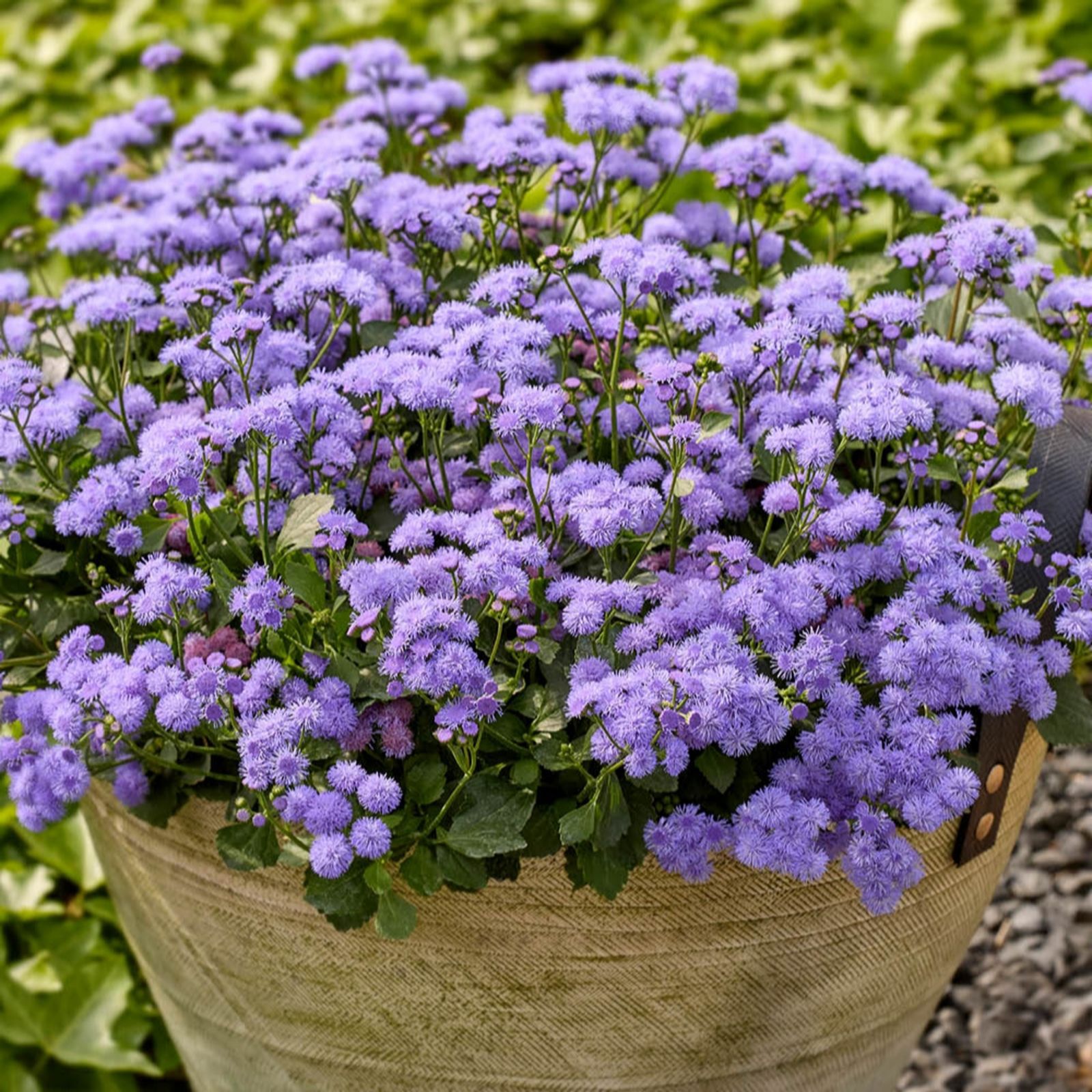 YouGarden Ageratum Monarch Magic Plug Plants x6