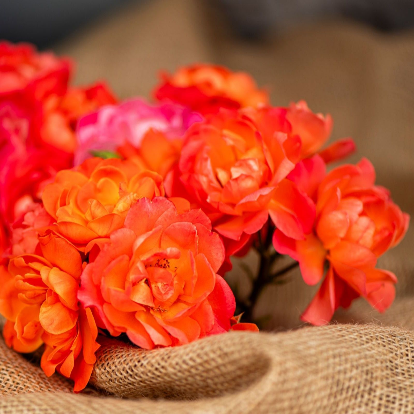 Thompson & Morgan Rose Sugar  Candy Bare Root