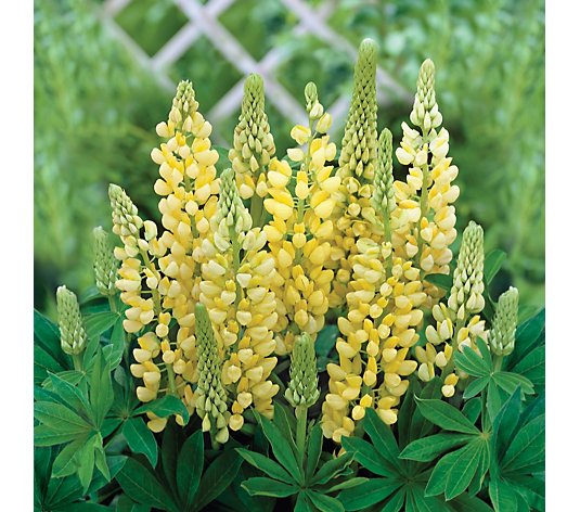 de Jager Gallery Lupins 5x 3.1cm Young Plants
