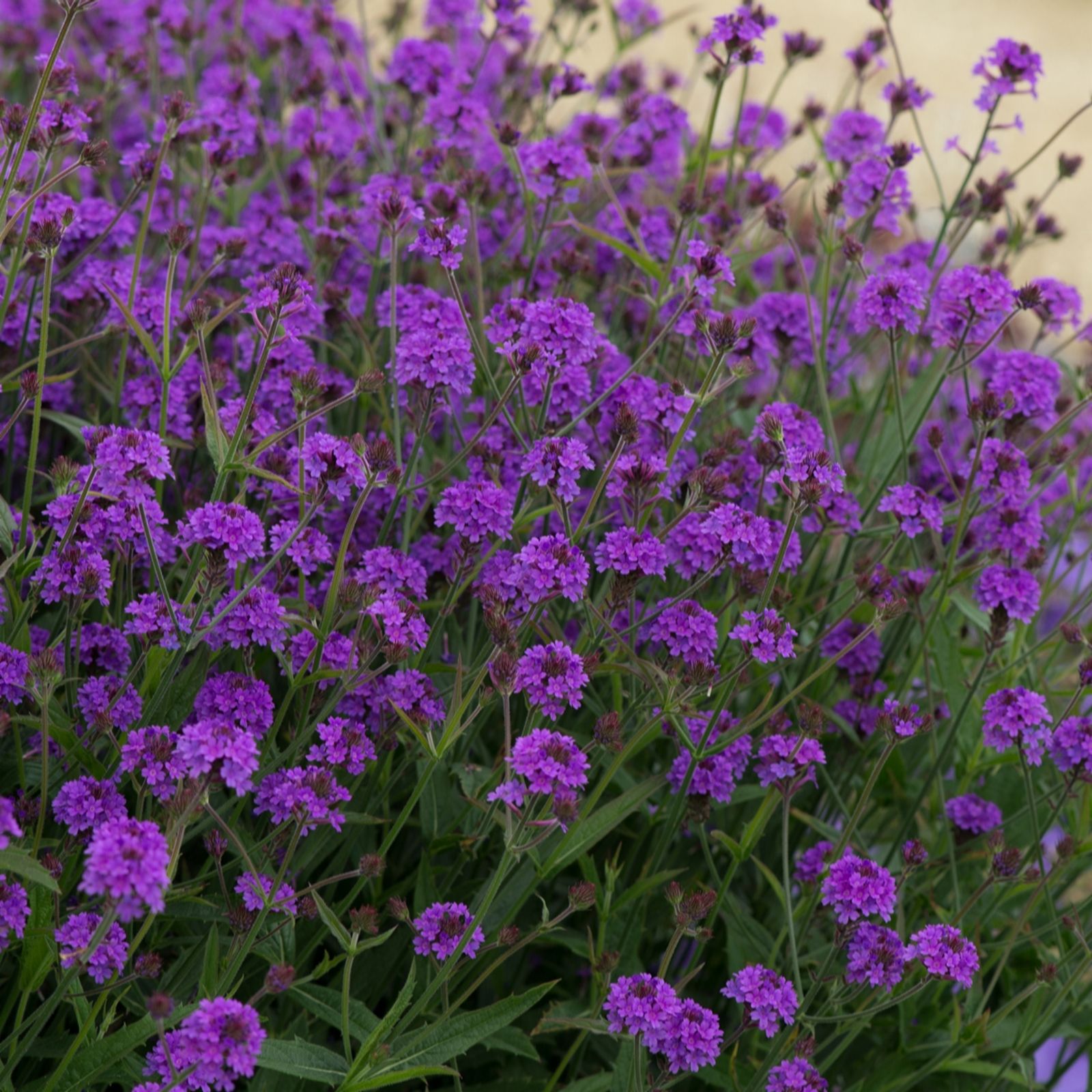 Plants2Gardens Verbena Santos Purple 6 x 6 cm - QVC UK