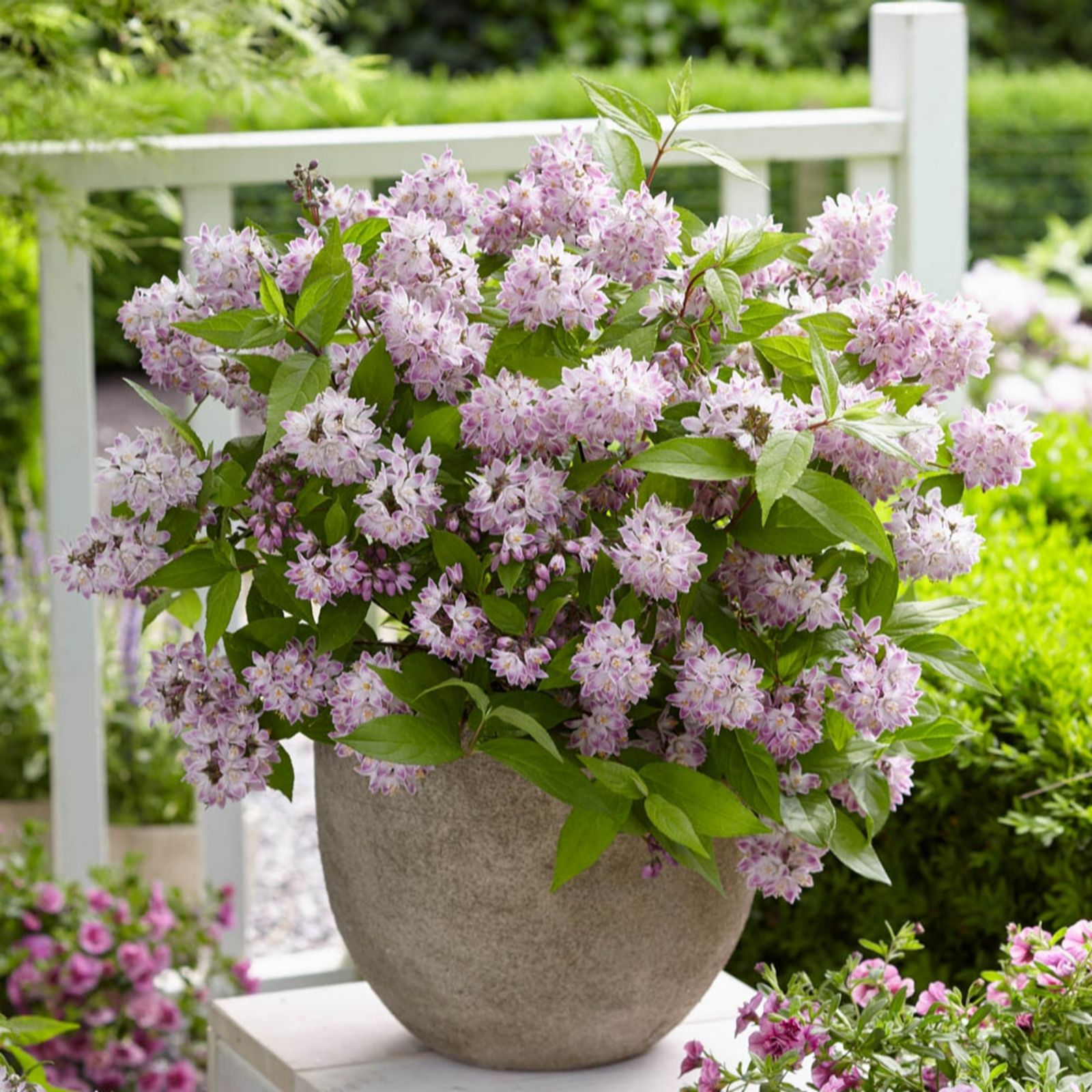 YouGarden Deutzia Hybrida 'Rasberry Sundae' 3L pots x 2