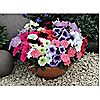 Thompson & Morgan Ultimate 60 Plant Garden Ready Collection, 2 of 7