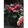 Thompson & Morgan Ultimate 60 Plant Garden Ready Collection, 4 of 7