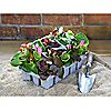 Thompson & Morgan Ultimate 60 Plant Garden Ready Collection, 6 of 7