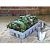 Thompson & Morgan Ultimate 60 Plant Garden Ready Collection, 7 of 7