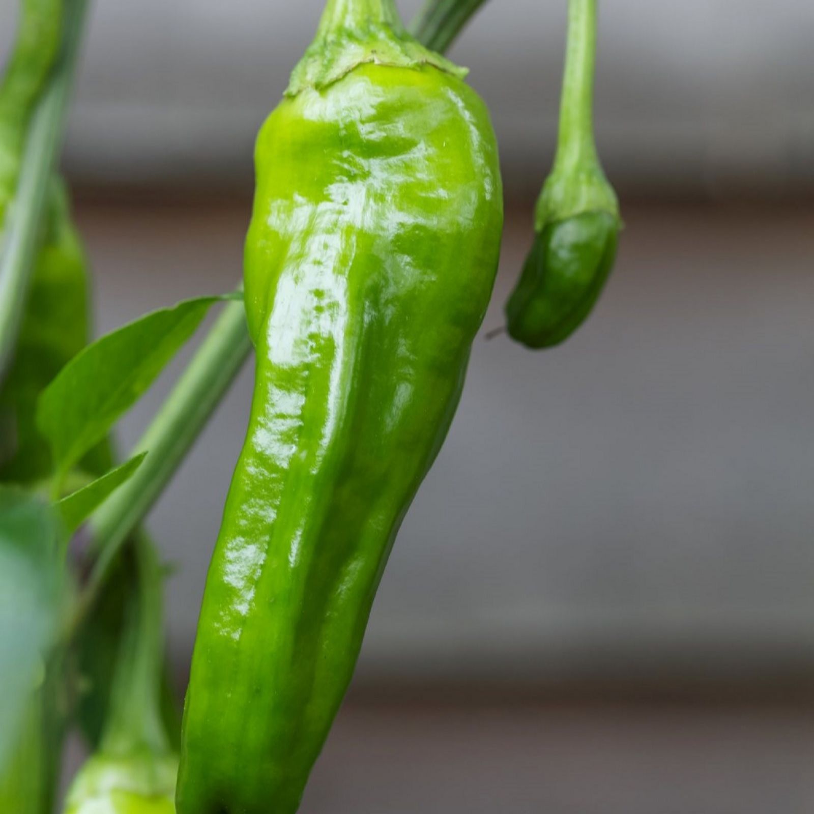 Suttons Chilli Padron 9cm x 3