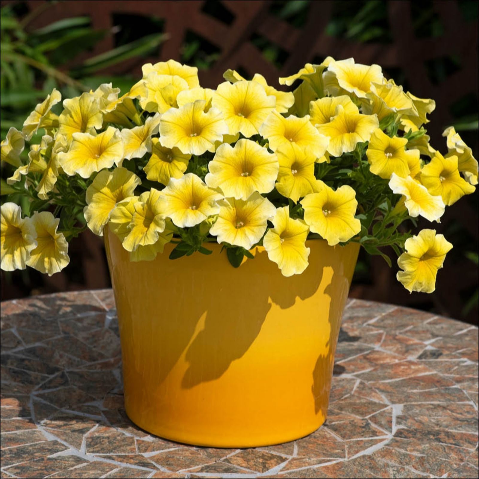 YouGarden Petunia Petchoa 'Caliburst Yellow' Garden Ready Plants x20