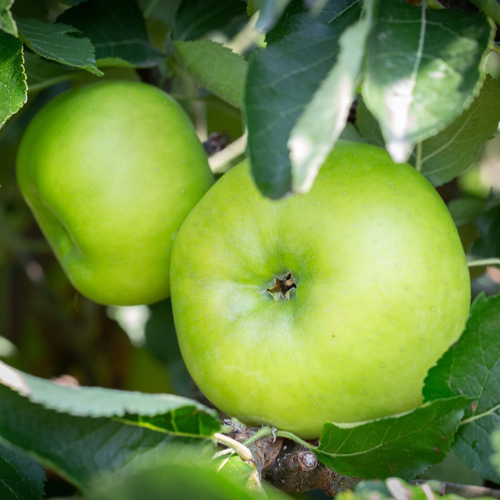 Frank P Matthews Apple (Malus) Bramley 20 in 12 Litre Container