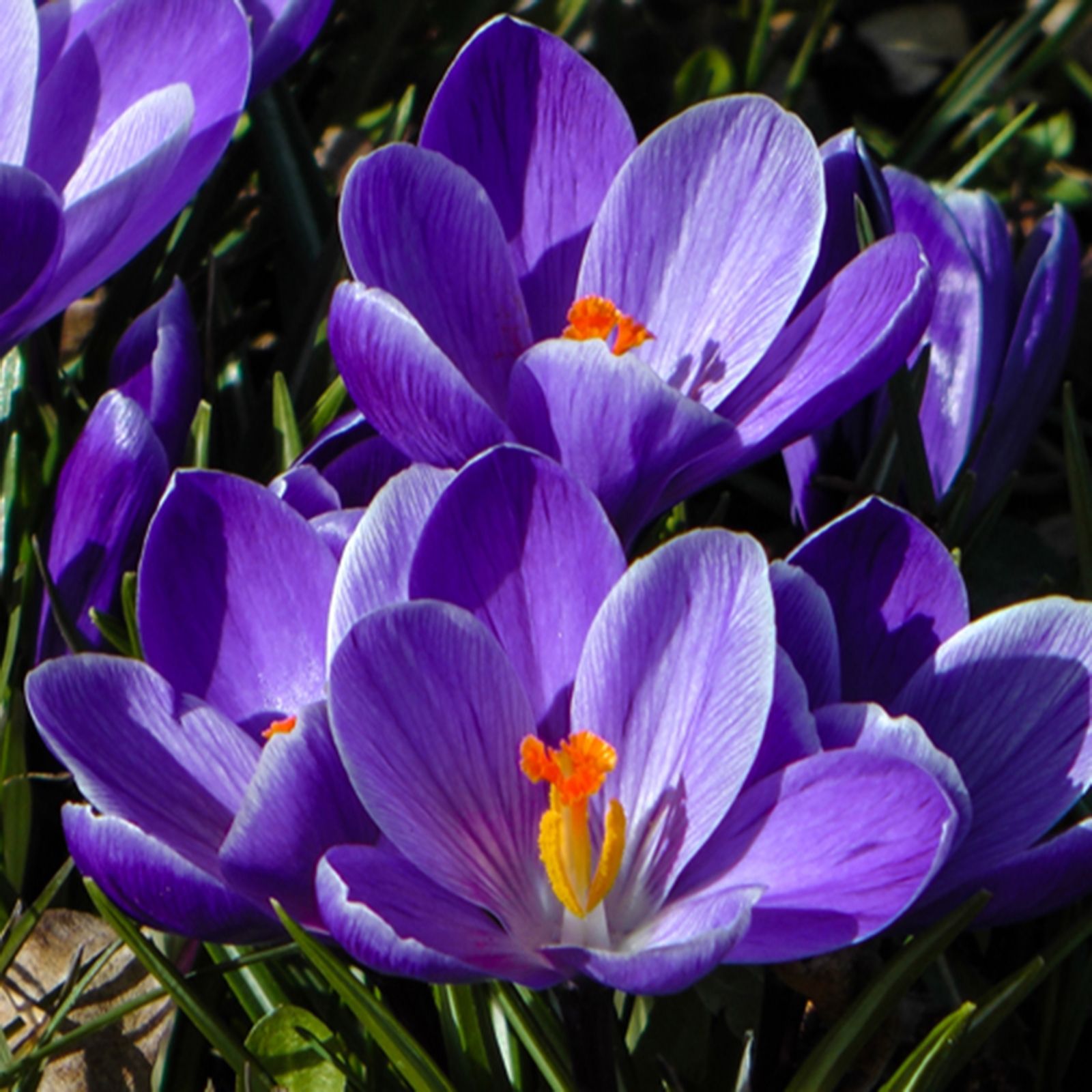 YouGarden Crocus 'Large flowered Blue' x60 bulbs