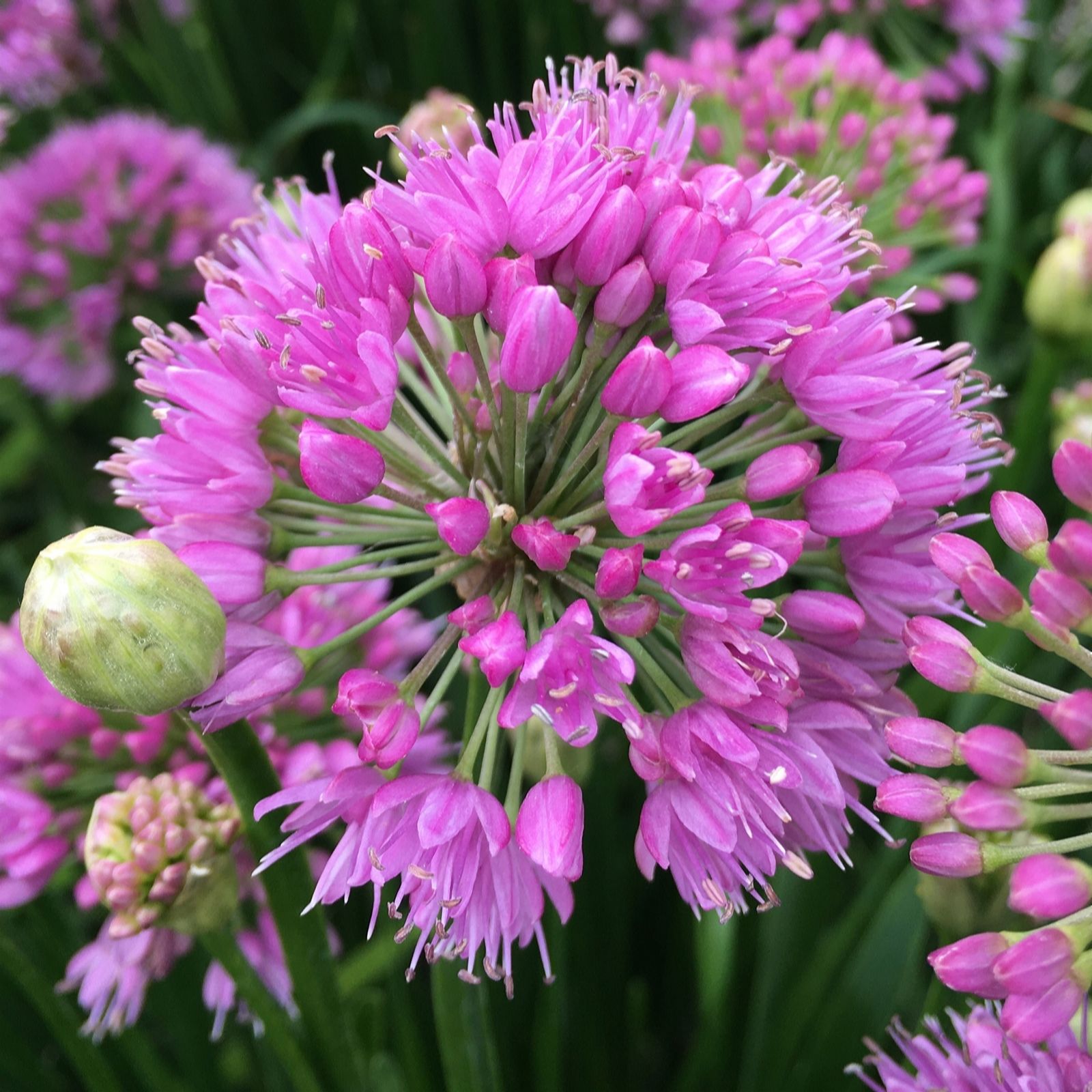 Richard Jackson Allium Millenium 2.3l pot