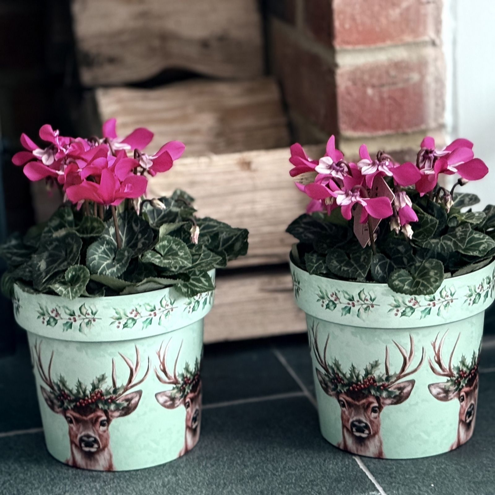 Plants2Gardens Cyclamen Djix Pair with Christmas Pots
