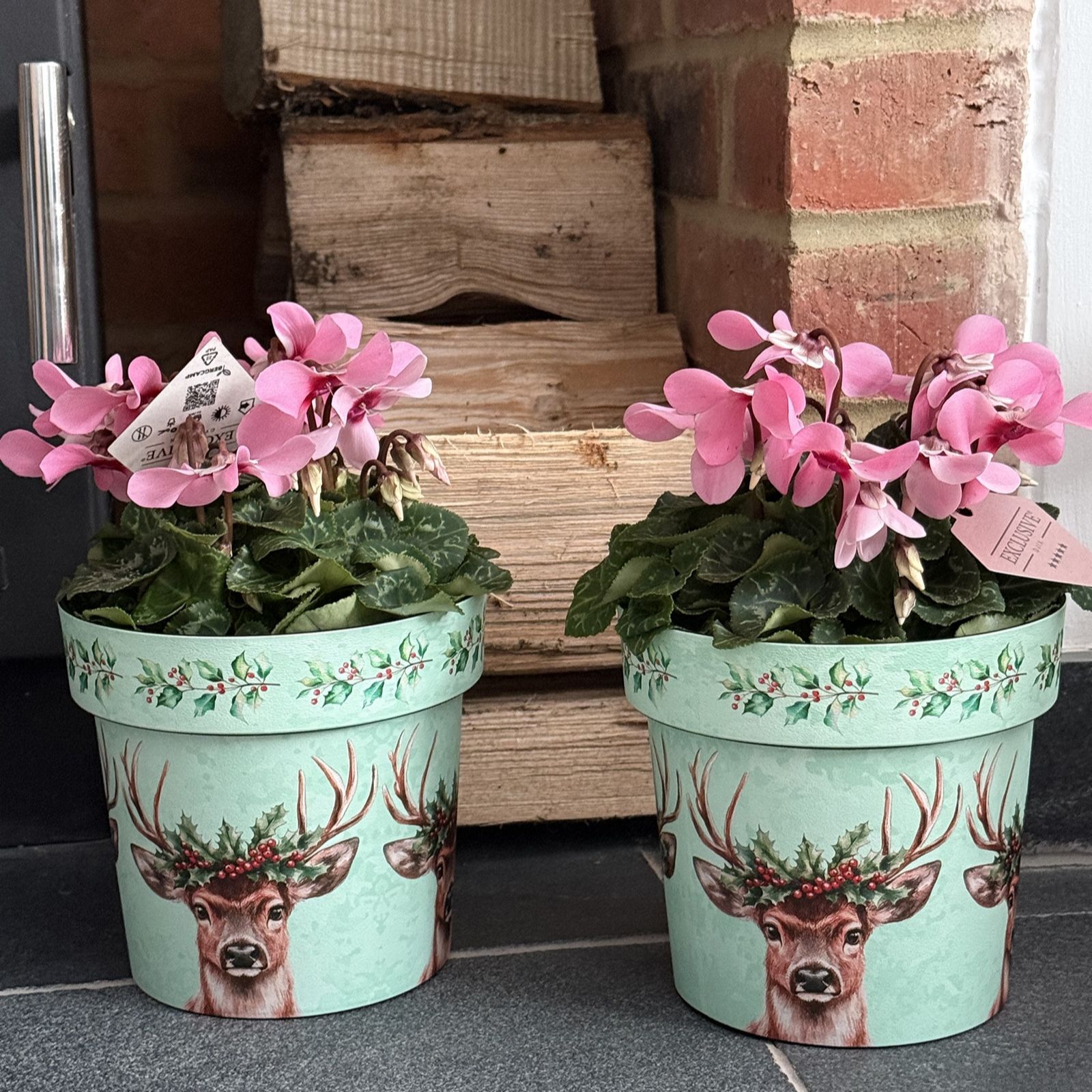 Plants2Gardens Cyclamen Djix Pair with Christmas Pots