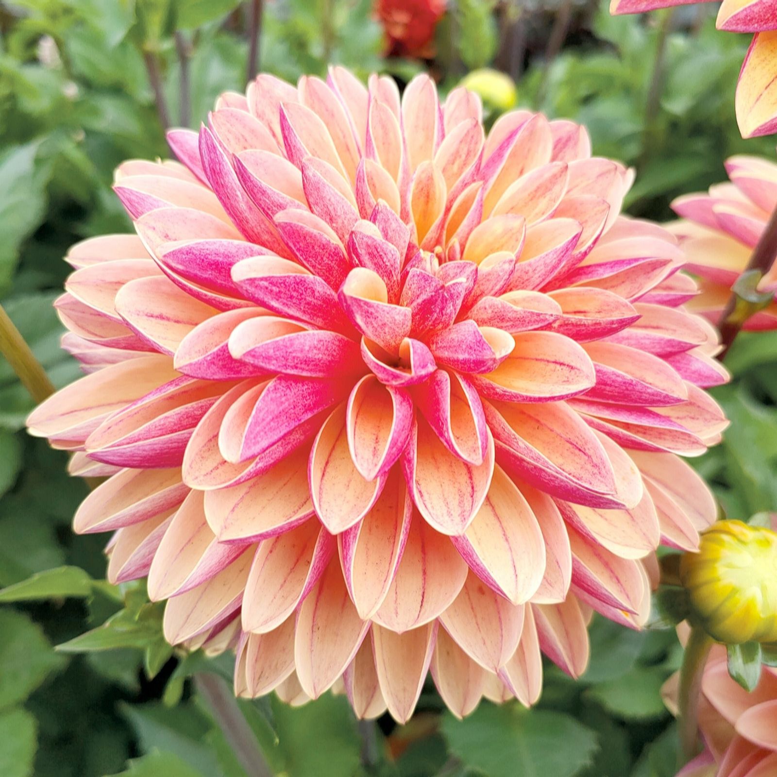 Richard Jackson Dahlia Madame Antoinette 3 Tubers