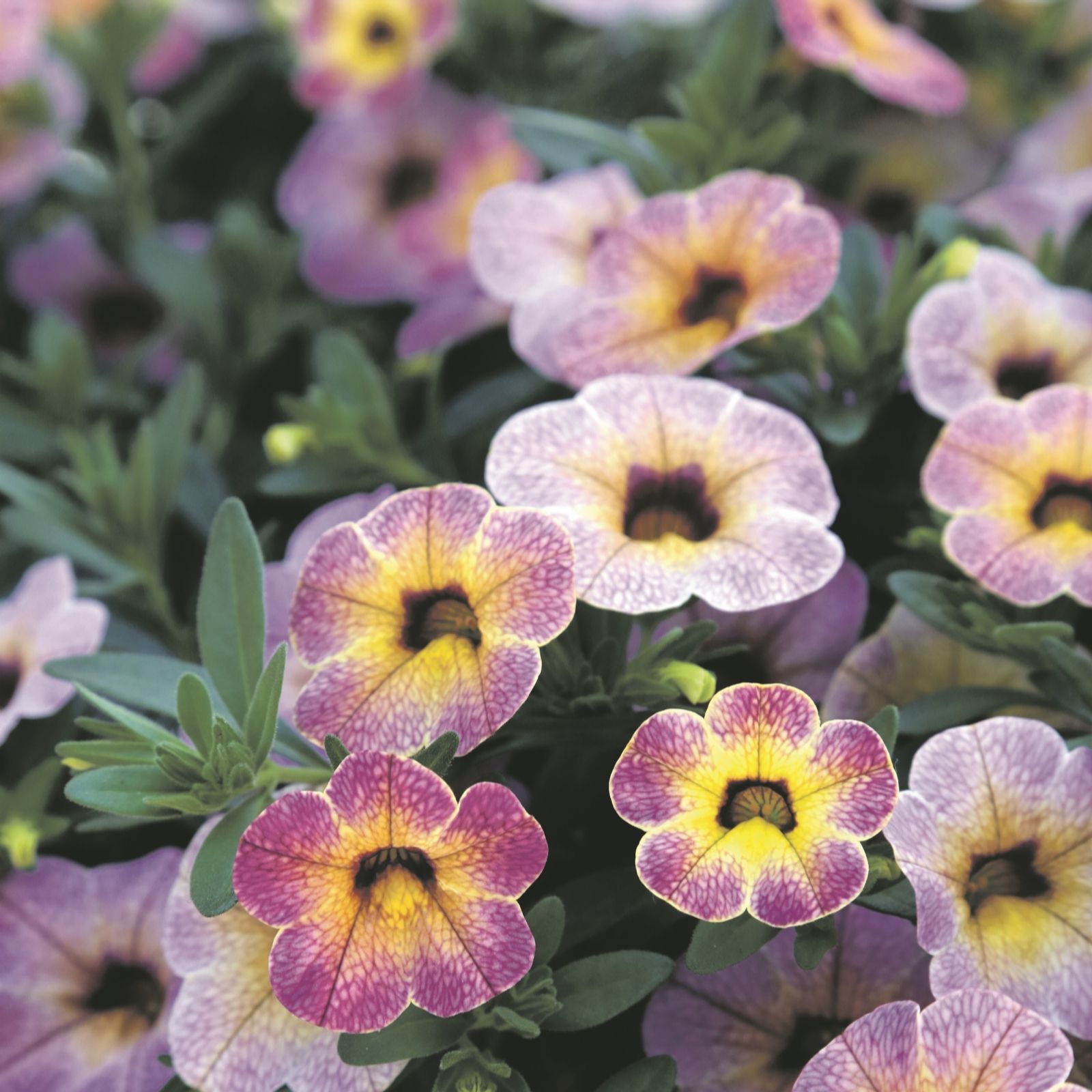 Hayloft Plants Calibrachoa Chameleon x 15 Plants