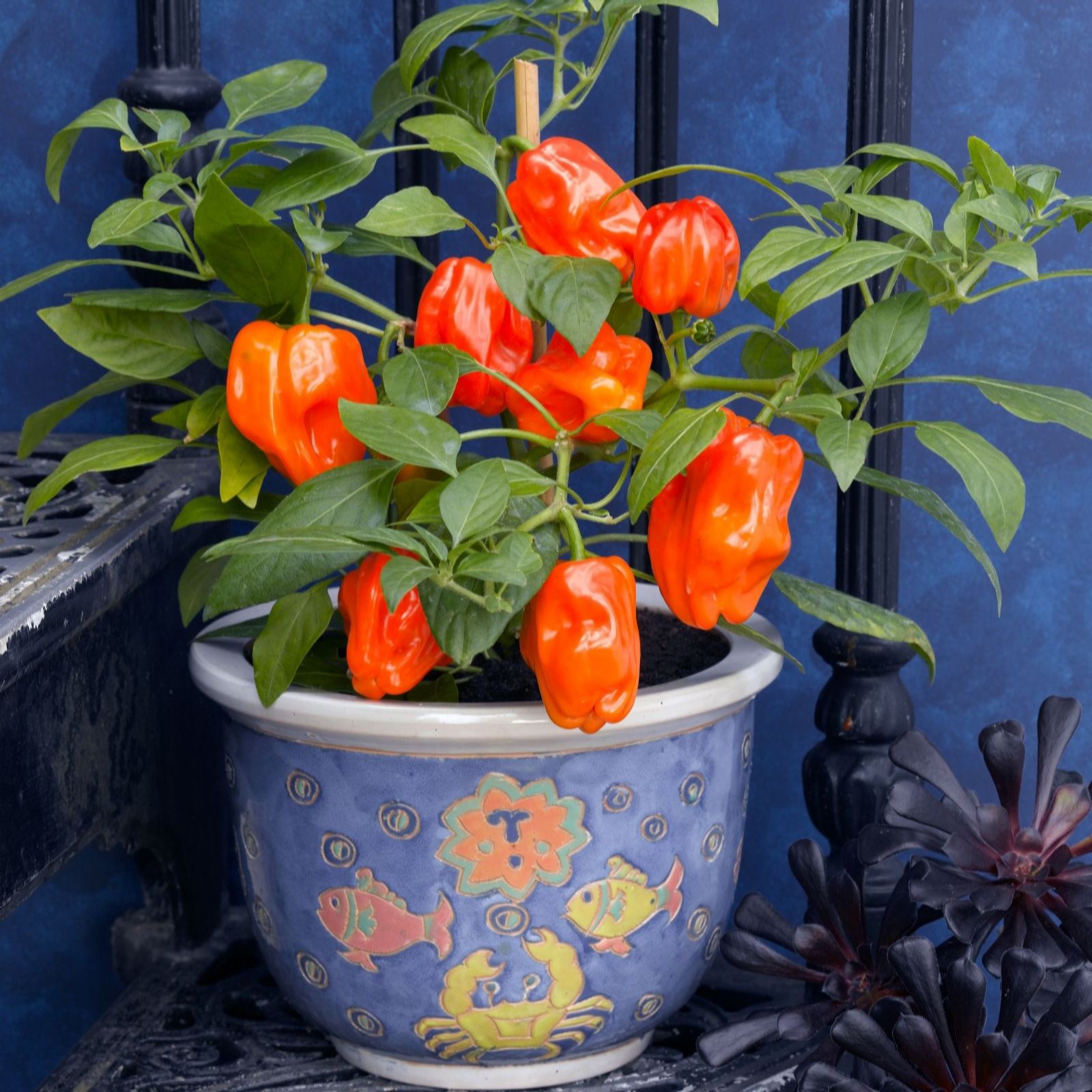 Suttons Pepper (Sweet) Mohawk 9cm Pot x 3