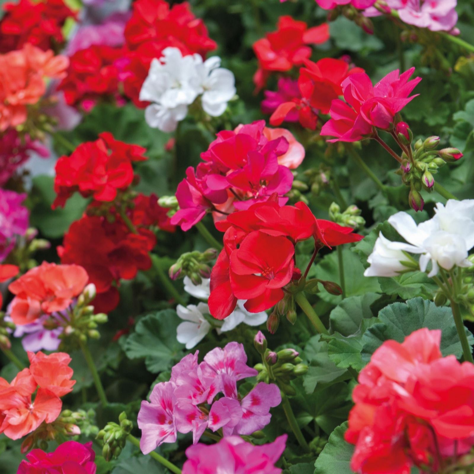 Thompson & Morgan Summer Bedding Collection 30 Plugs