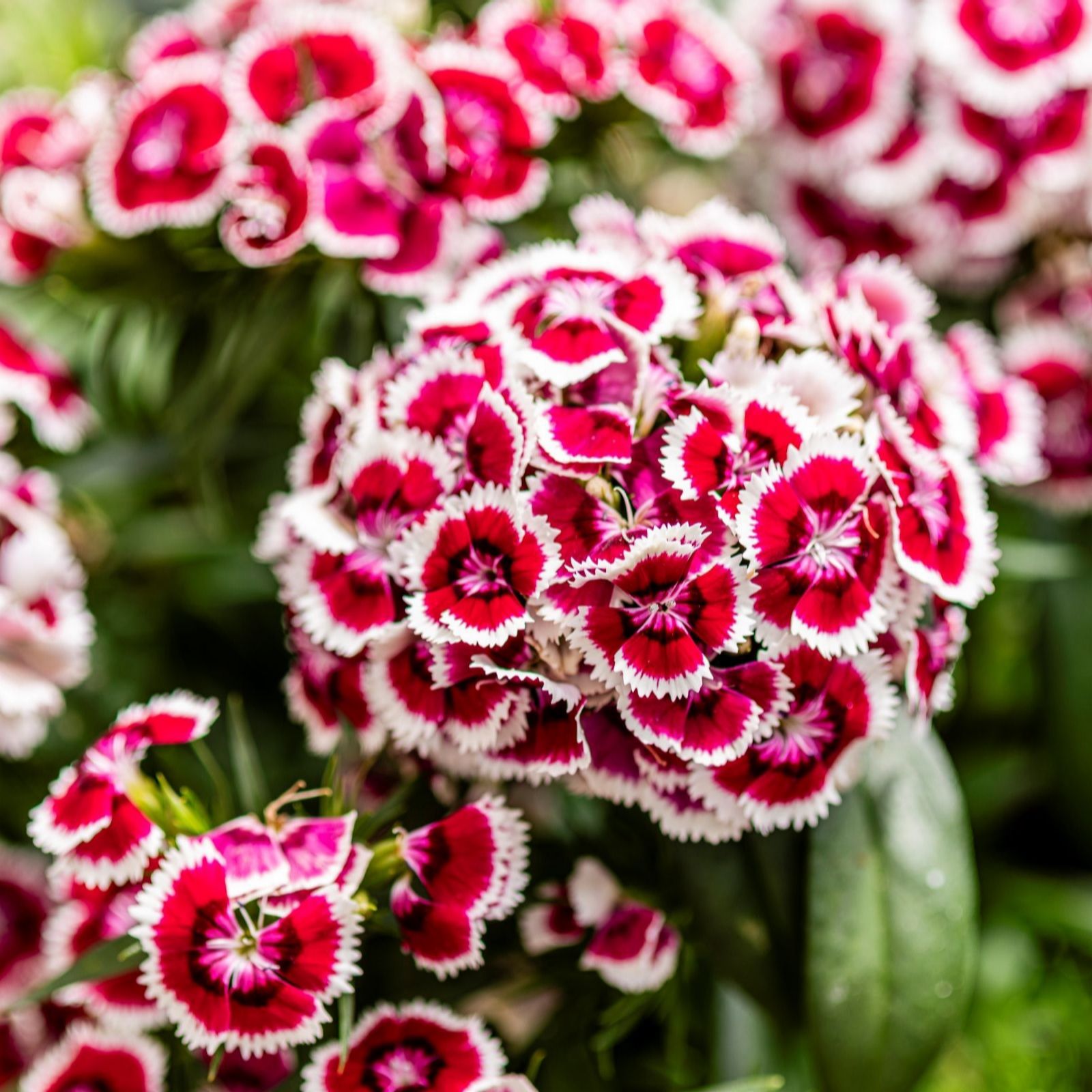 Thompson & Morgan Dianthus Dart Red White Picotee Garden Ready Plants x 12